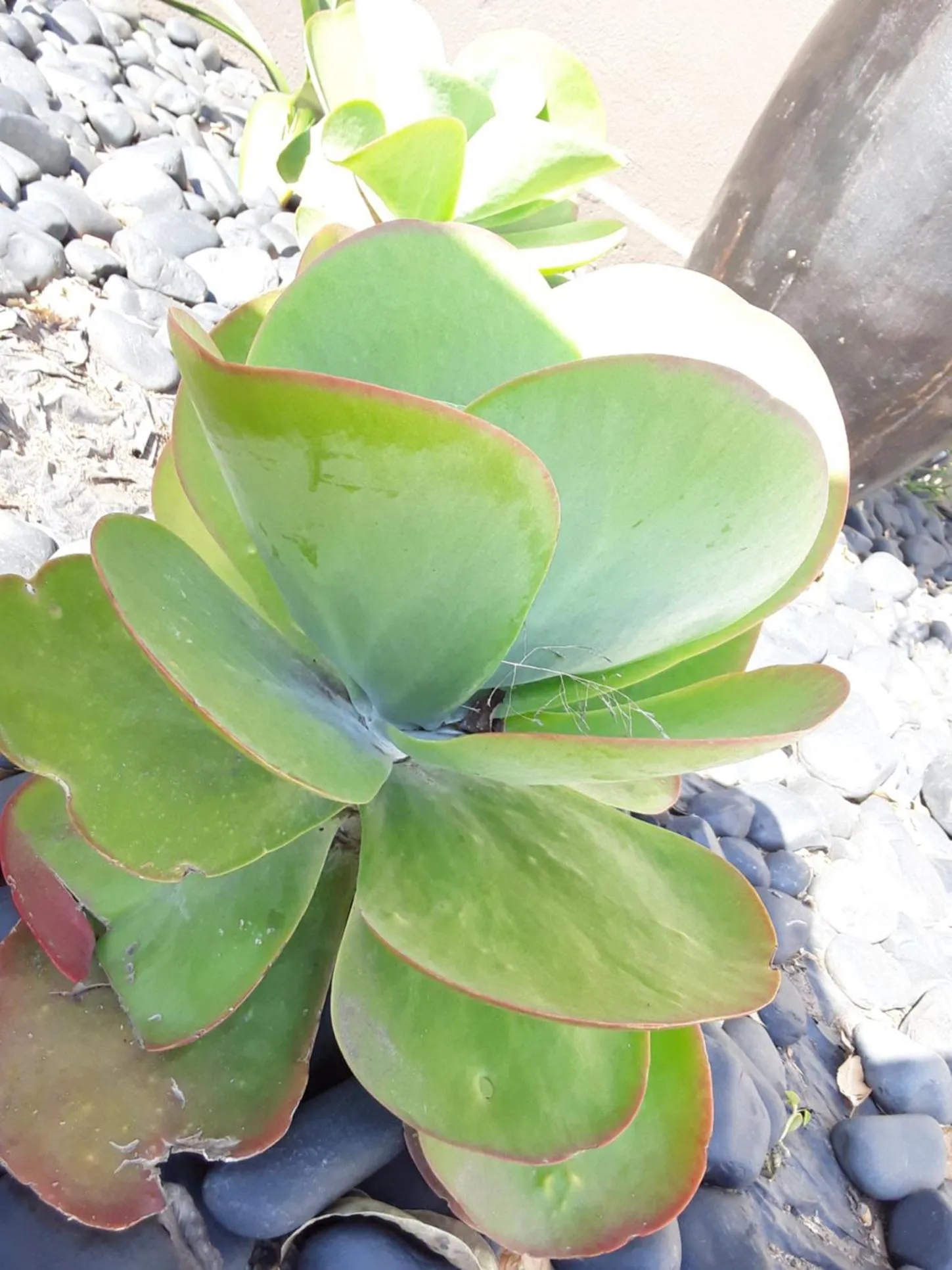 Garden in SUN1 Durban