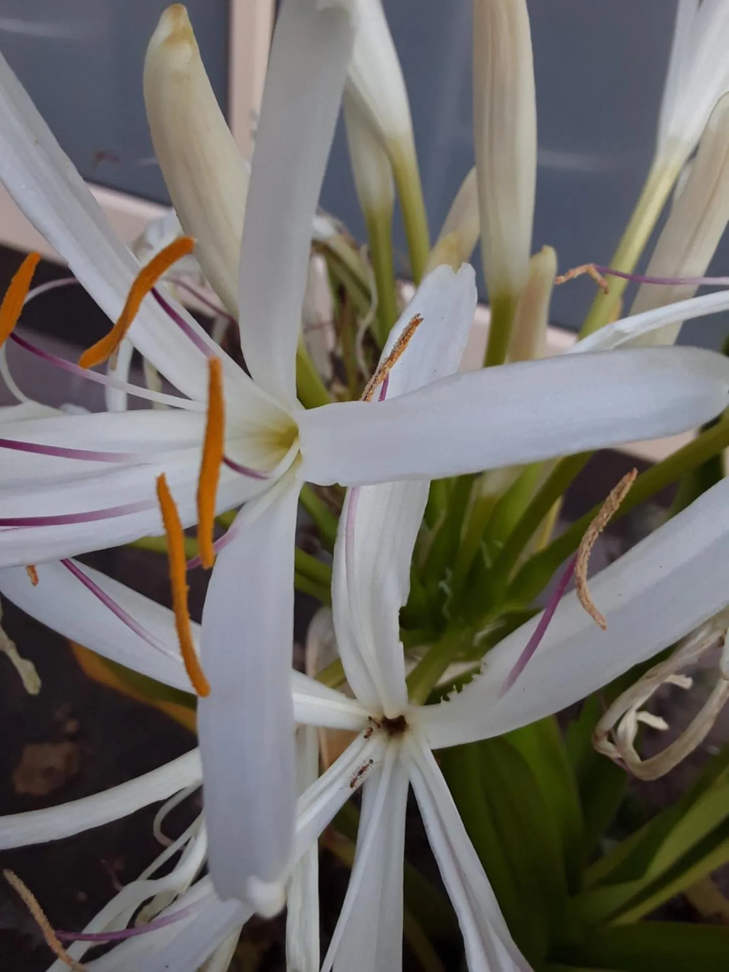 Garden in SUN1 Durban