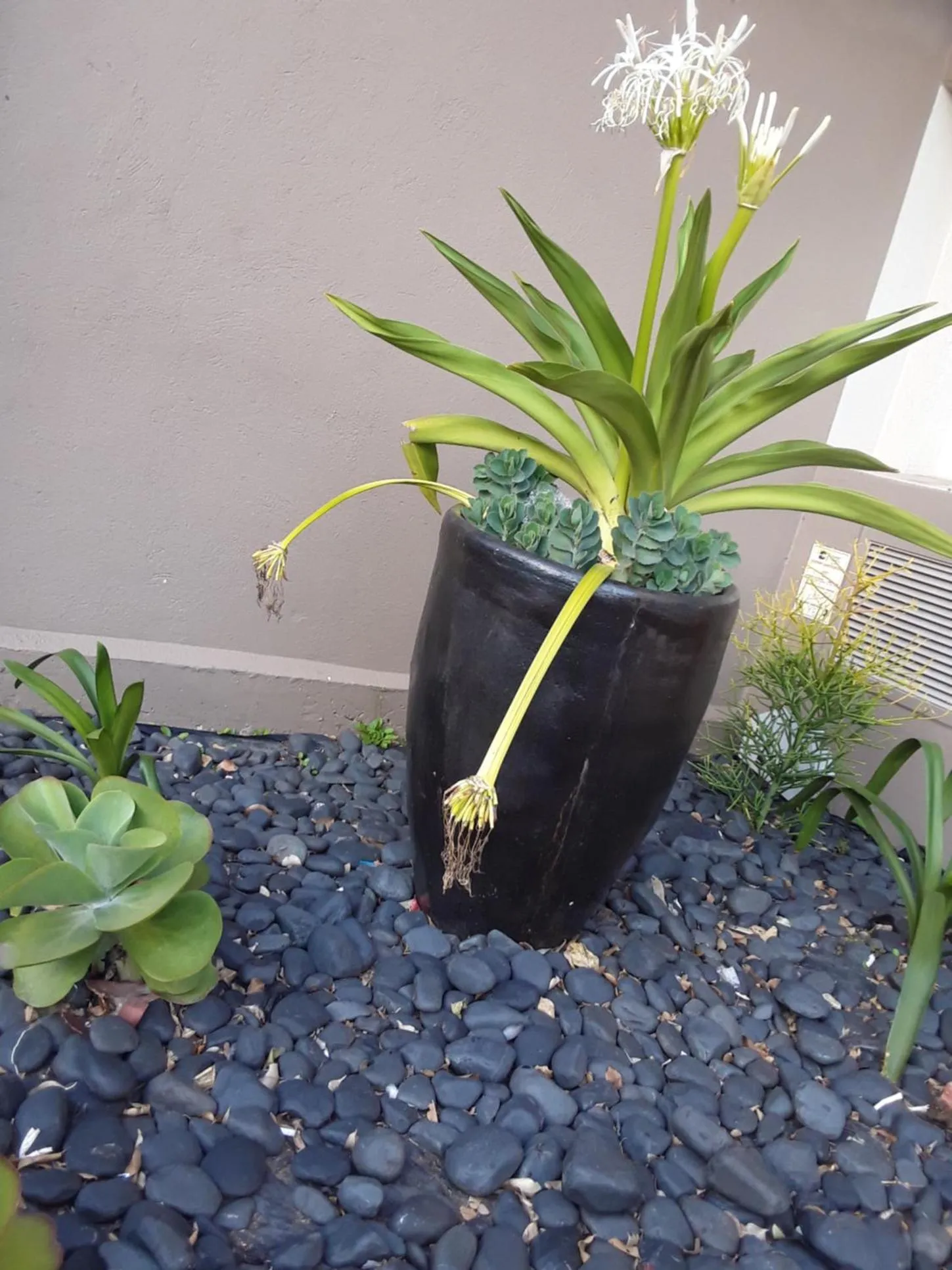 Garden in SUN1 Durban