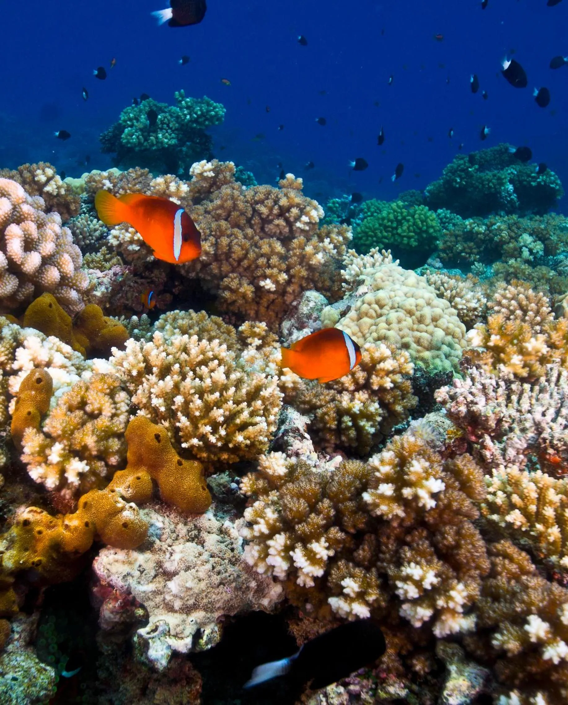 Other in The Pearl South Pacific Resort, Spa & Golf Course