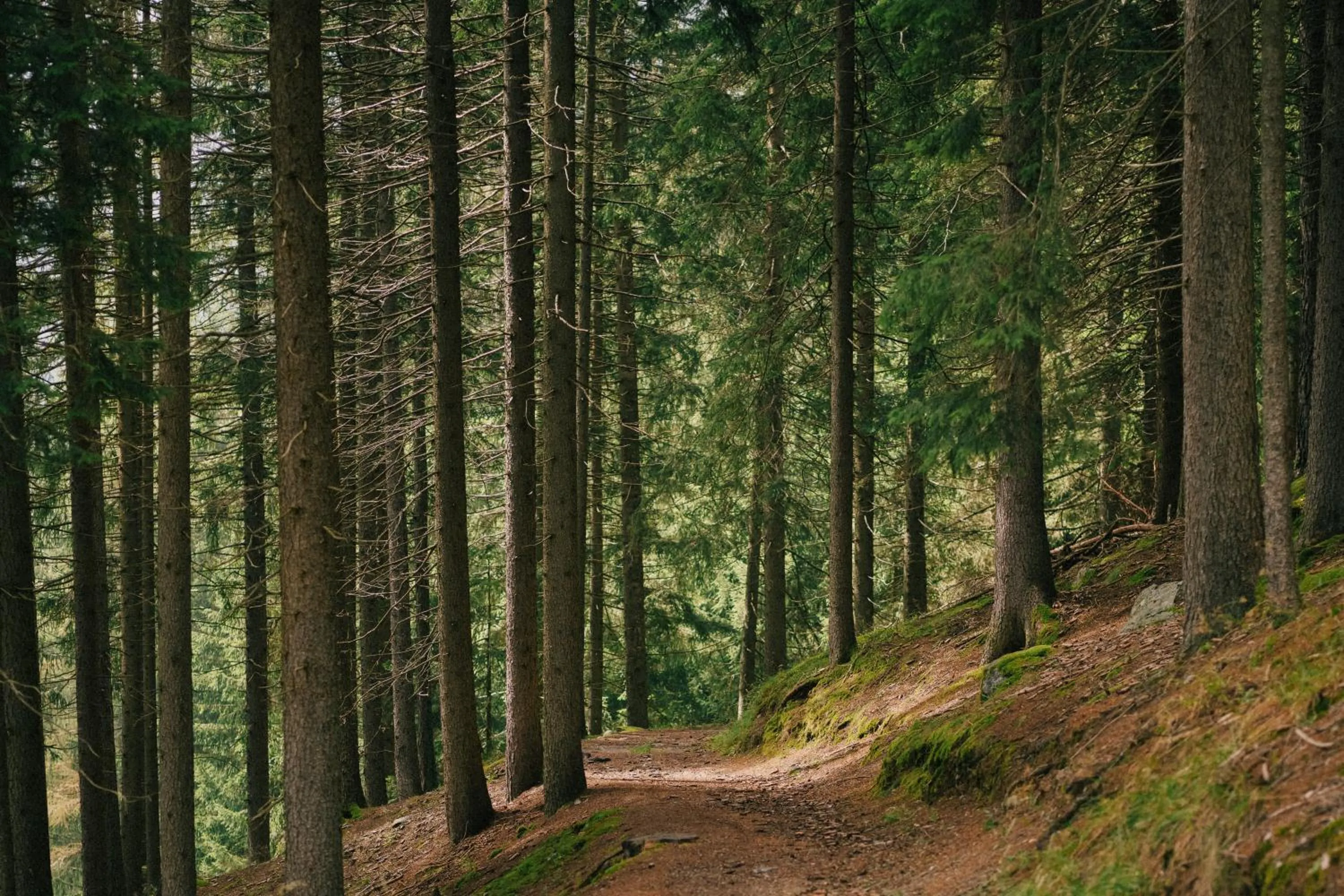 Hiking in Vigilius Mountain Resort