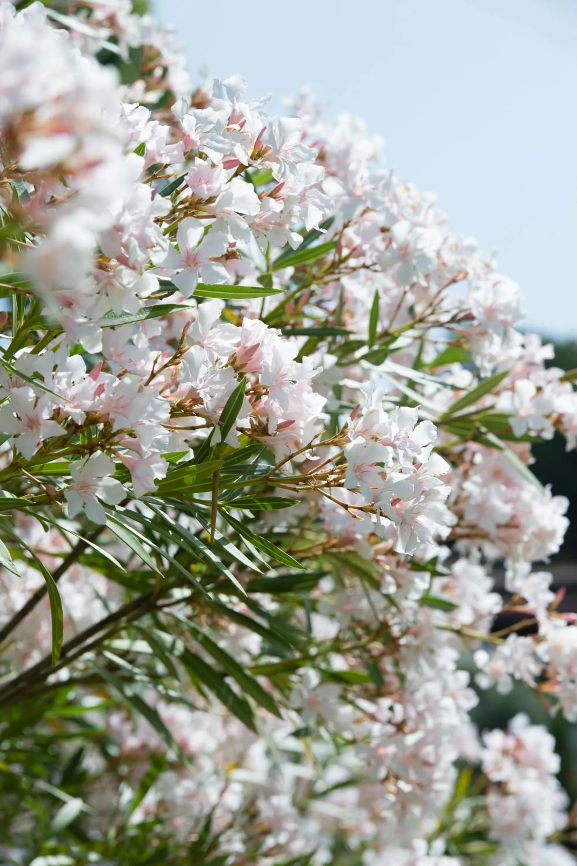 Garden in Skiathos Holidays Suites & Villas