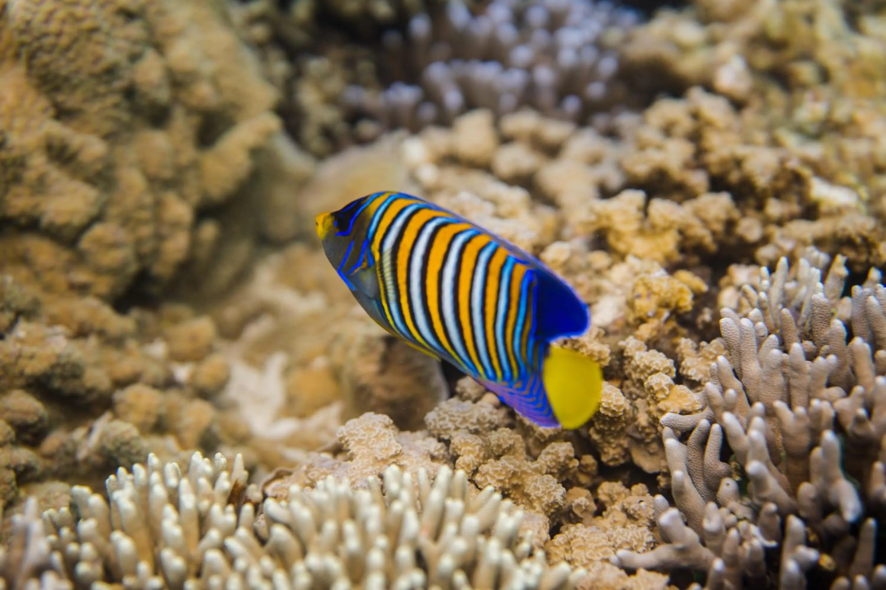 Snorkeling in The Seraya Resort Komodo