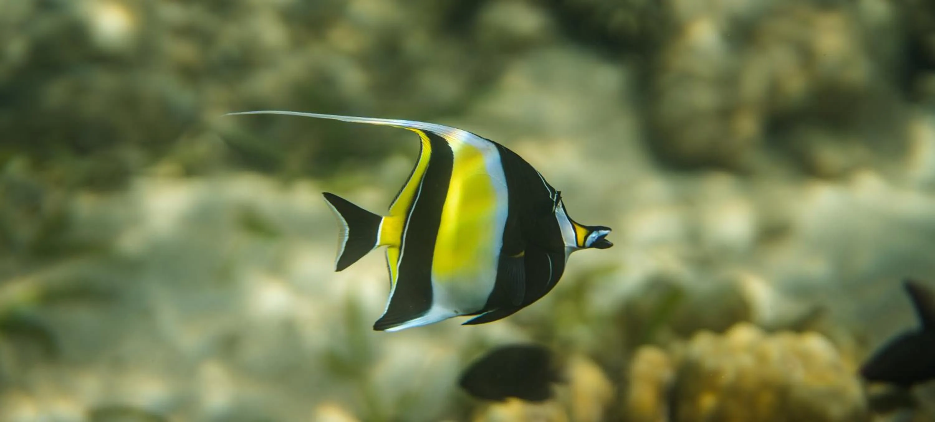 Snorkeling in The Seraya Resort Komodo