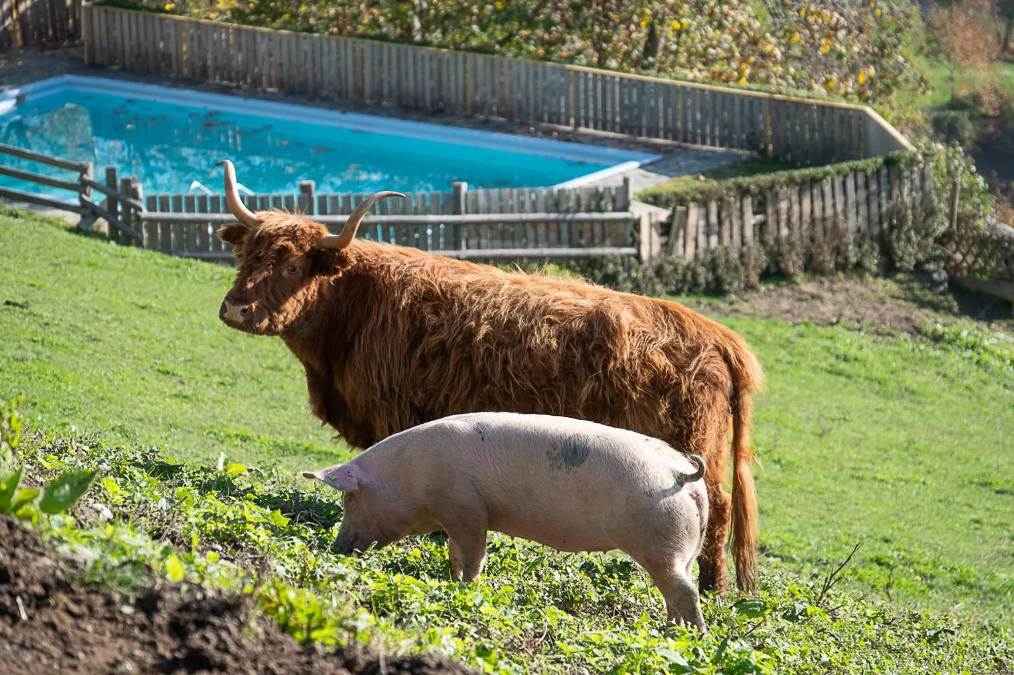 Animals in Berglandhotel Untertheimerhof