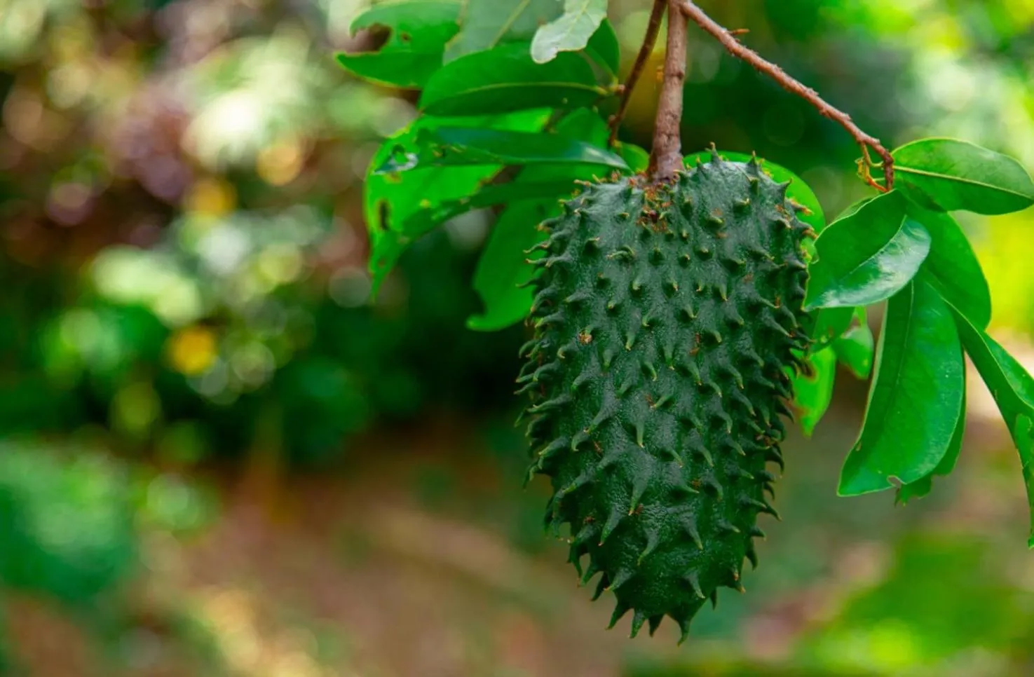 Natural landscape in The Dusun