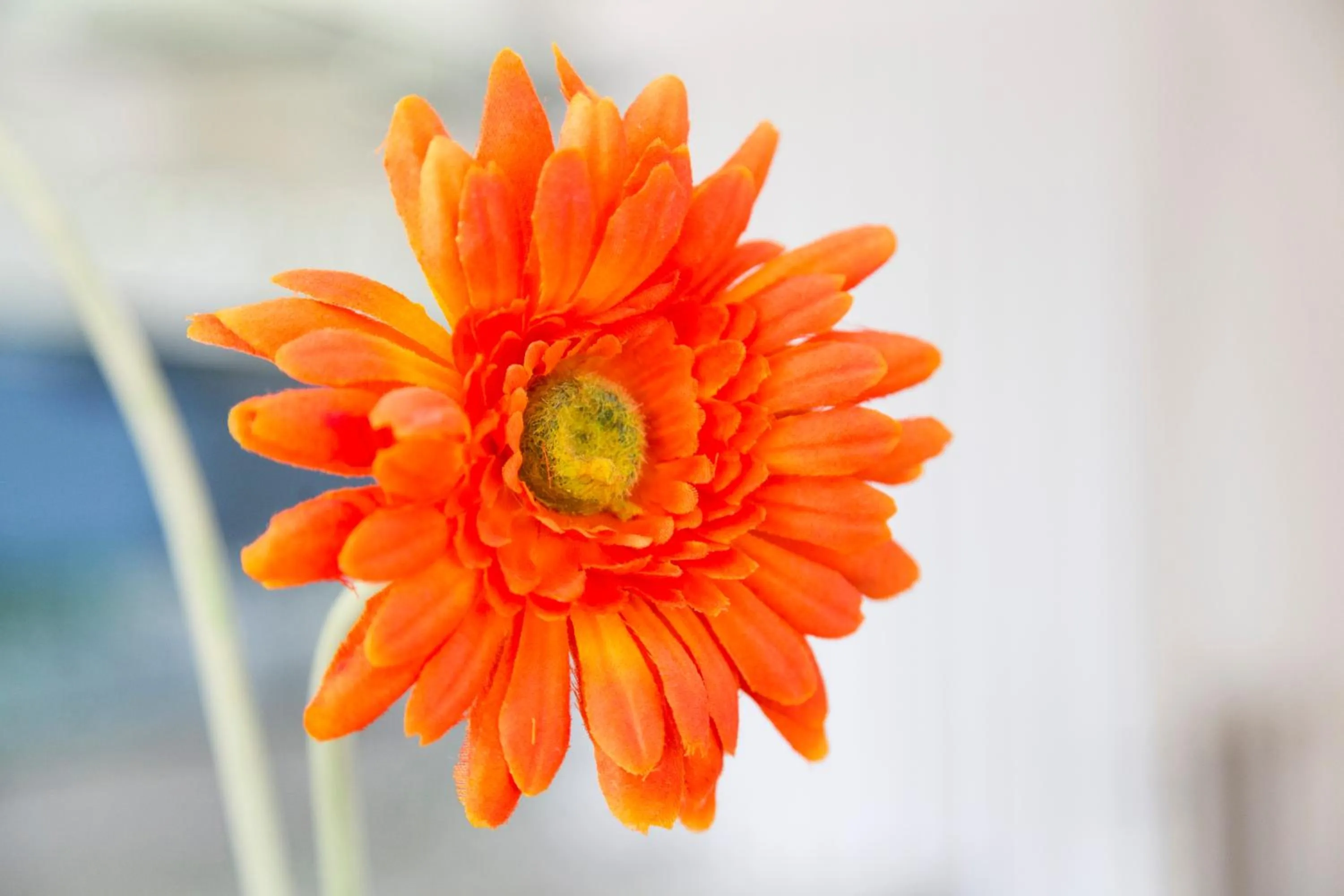 Decorative detail in Aries