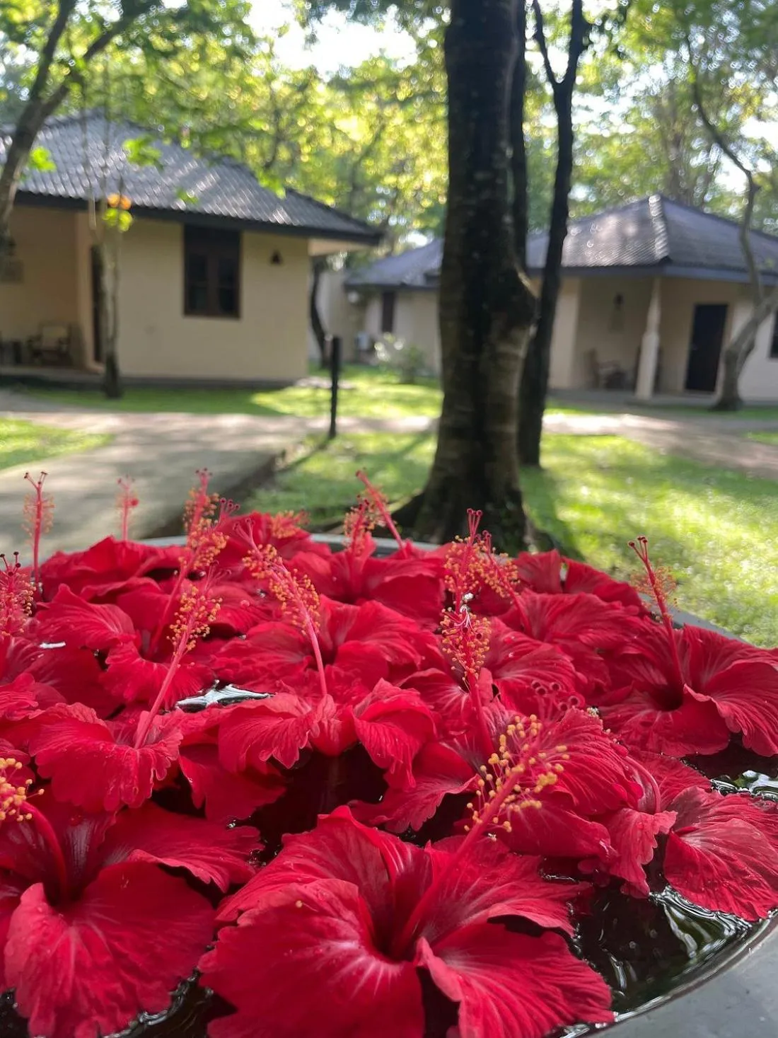 Property building in Kassapa Lions Rock