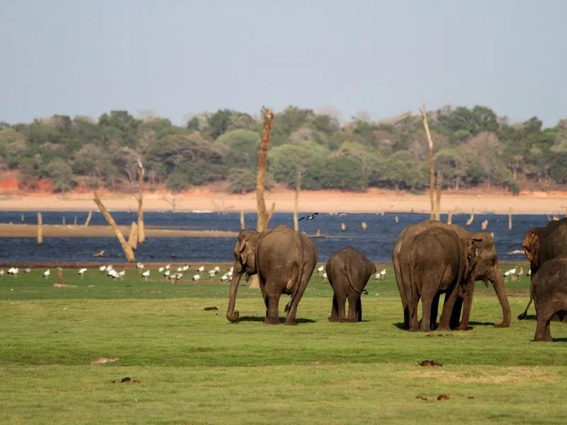 Animals in Kassapa Lions Rock