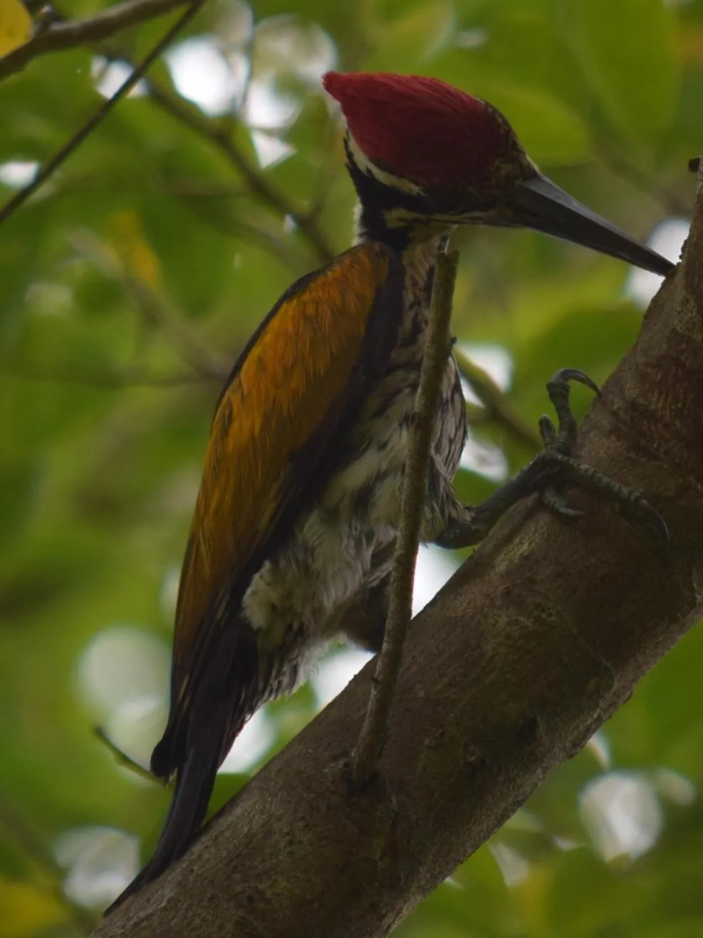 Animals in Kassapa Lions Rock