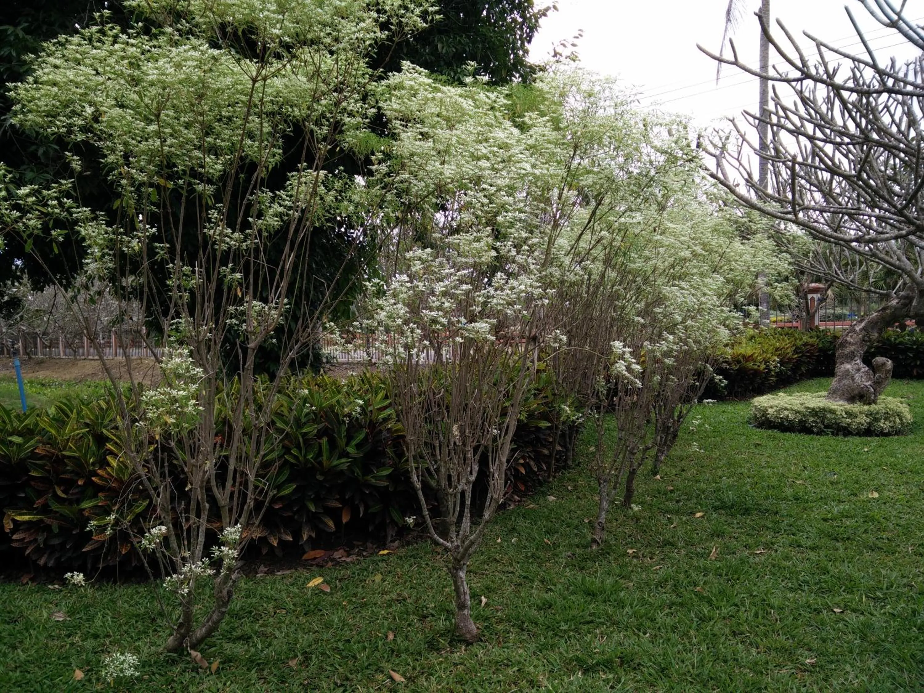 Garden in Lilawalai Resort