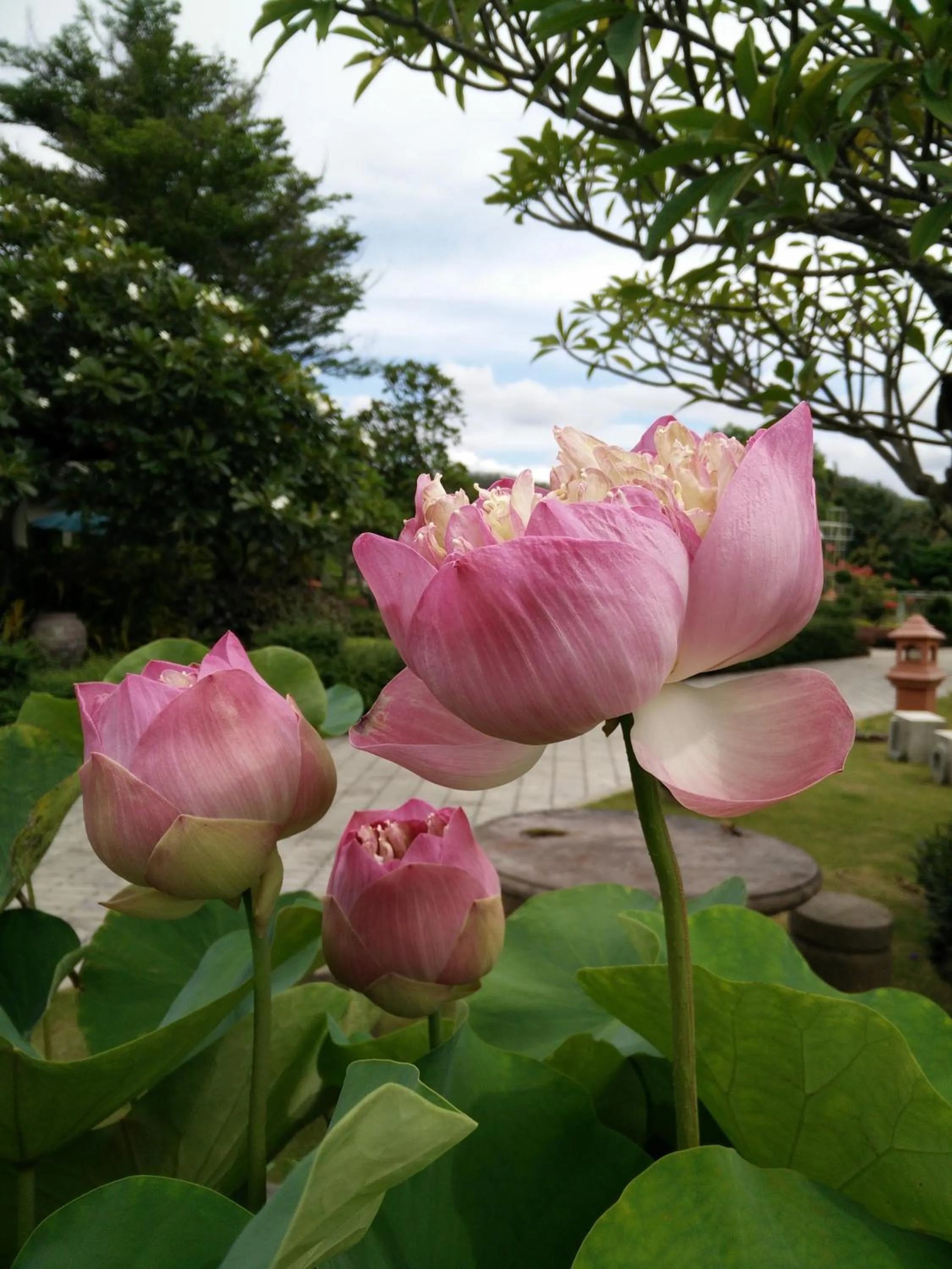 Spring in Lilawalai Resort