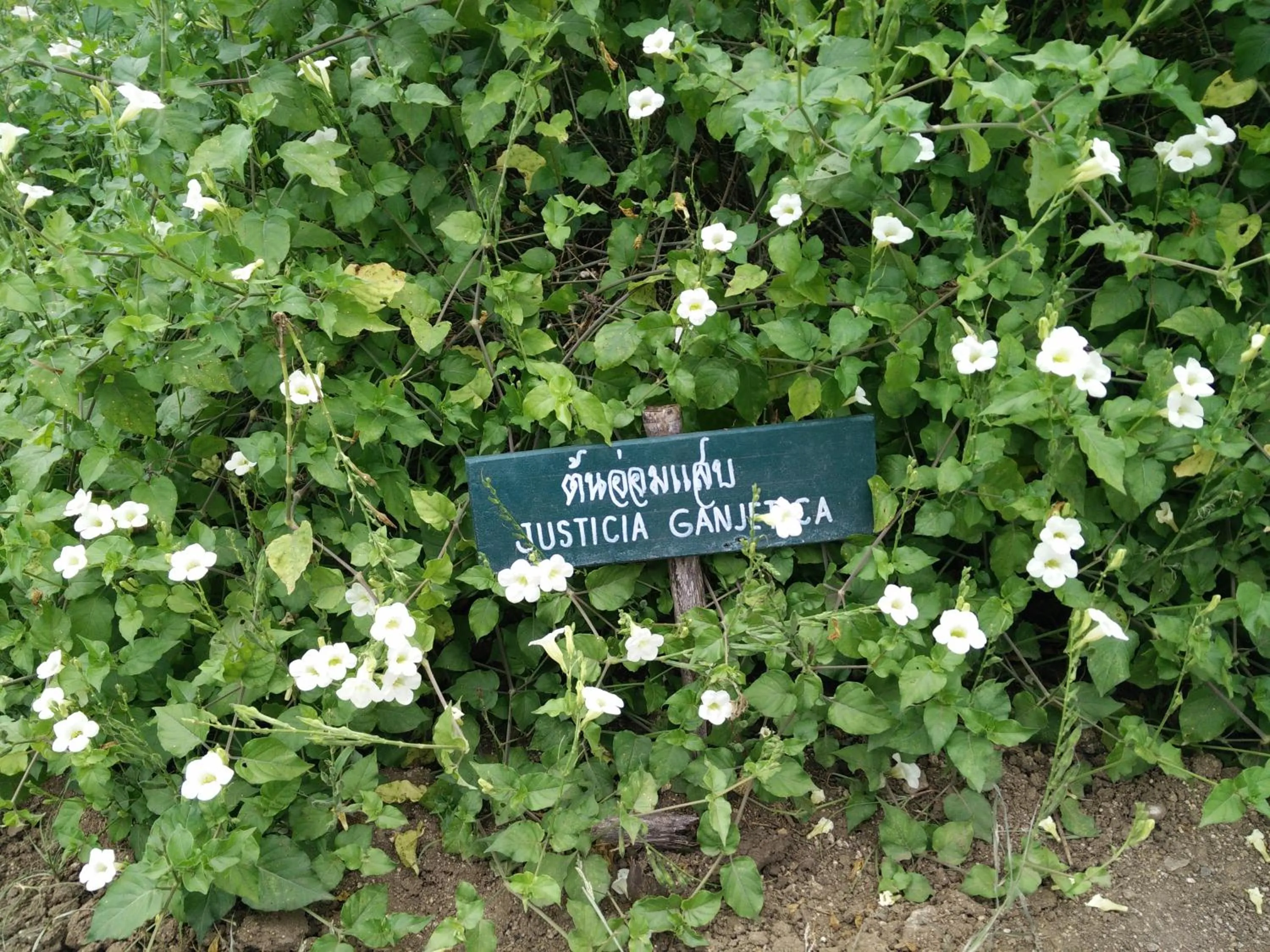 Garden in Lilawalai Resort