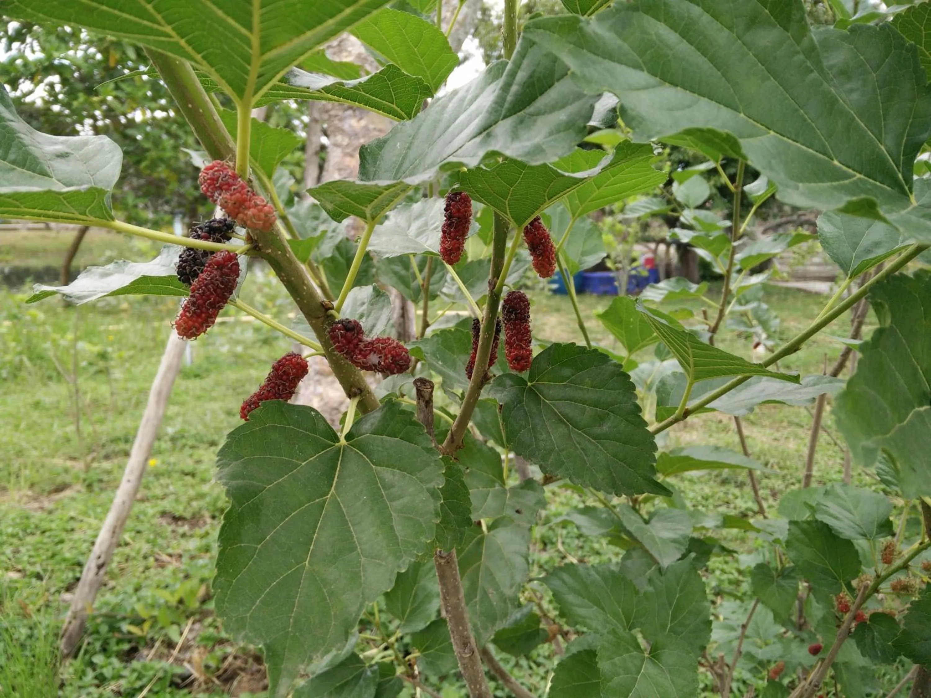 Garden in Lilawalai Resort