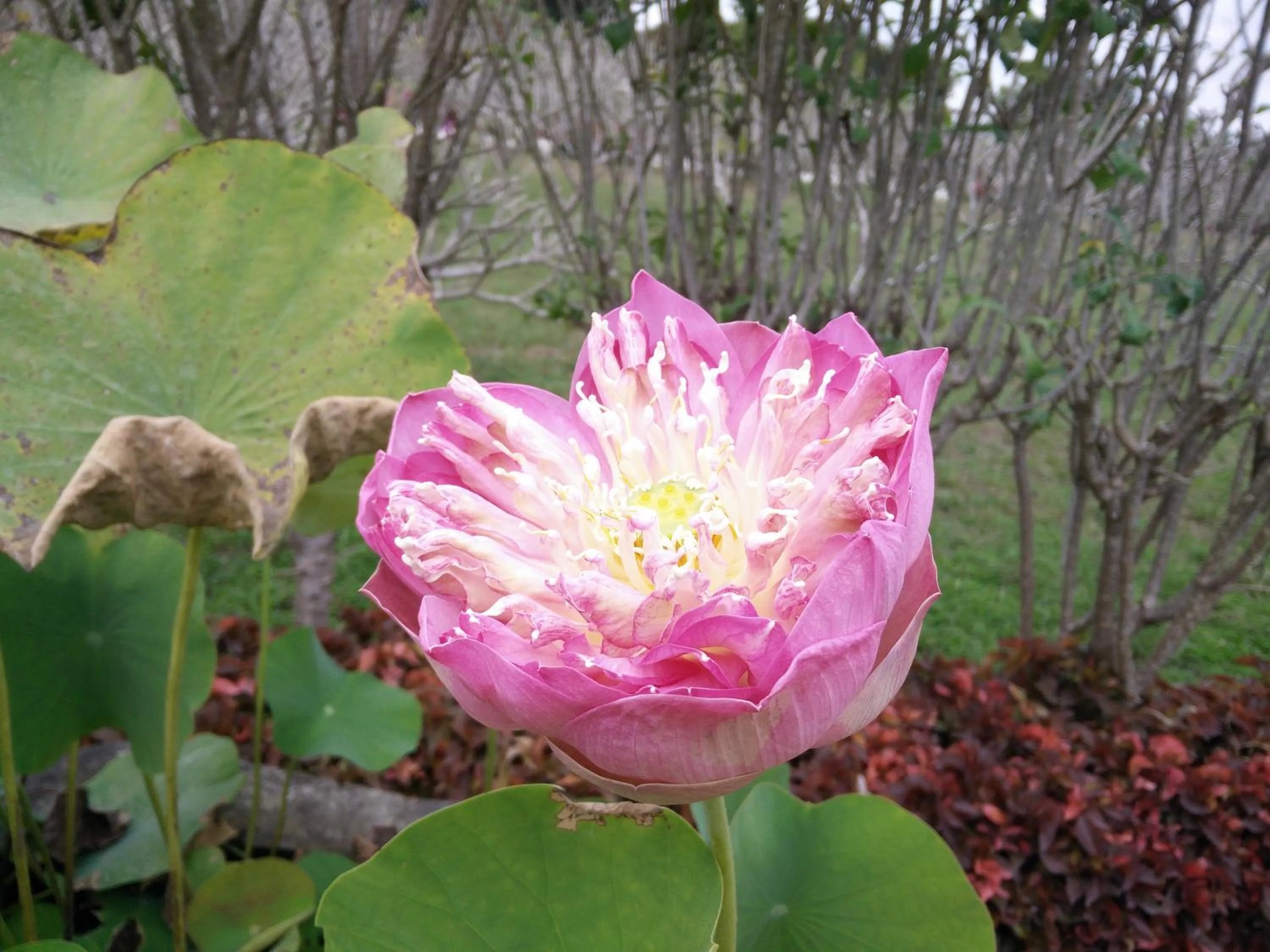 Spring in Lilawalai Resort