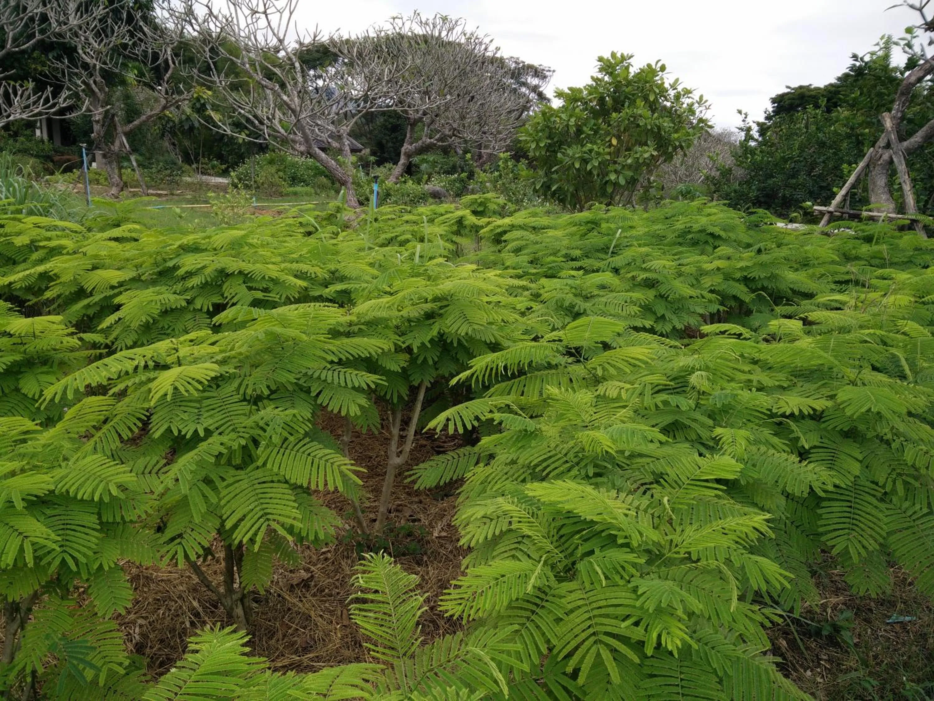 Garden in Lilawalai Resort