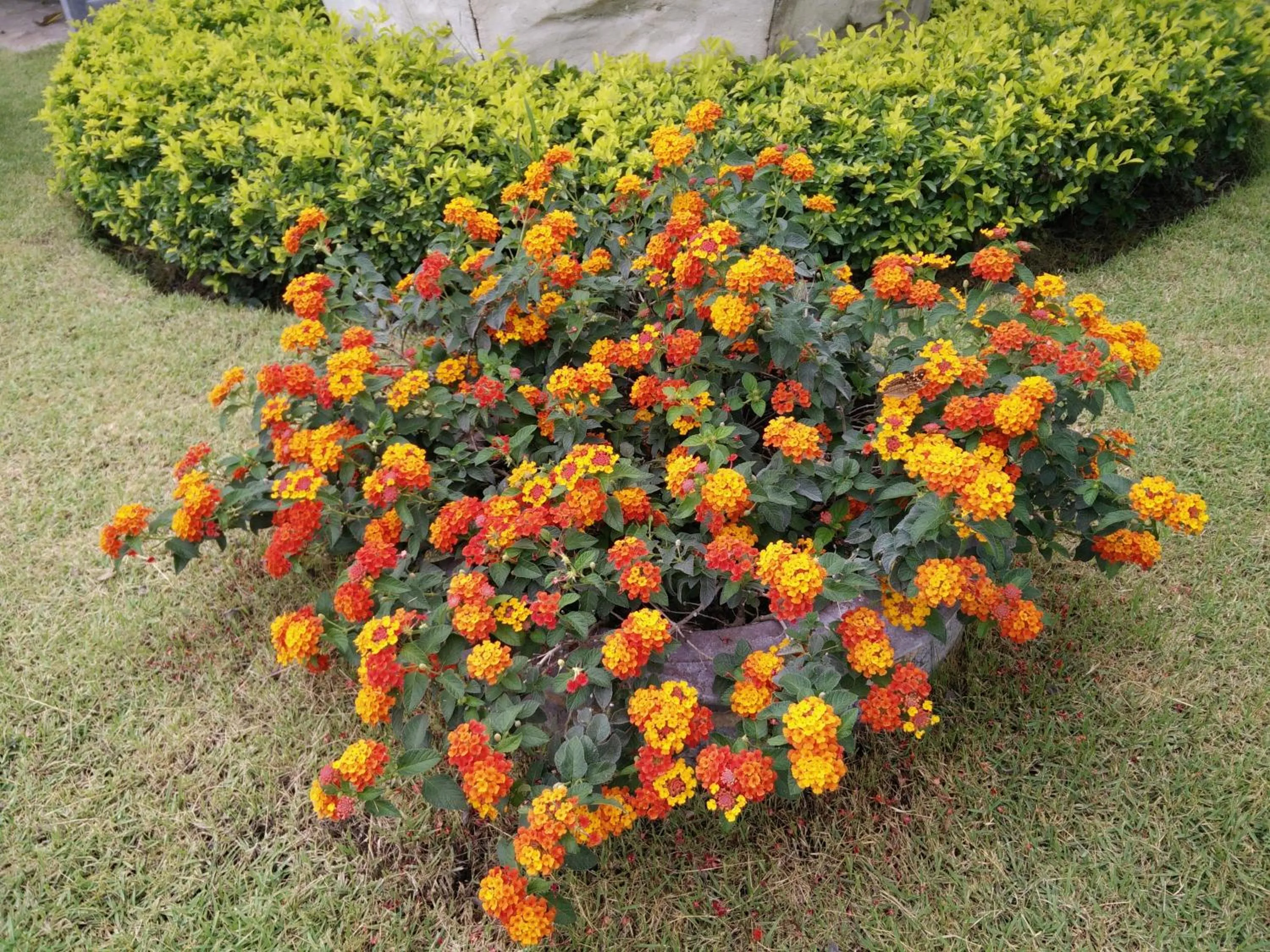 Spring in Lilawalai Resort