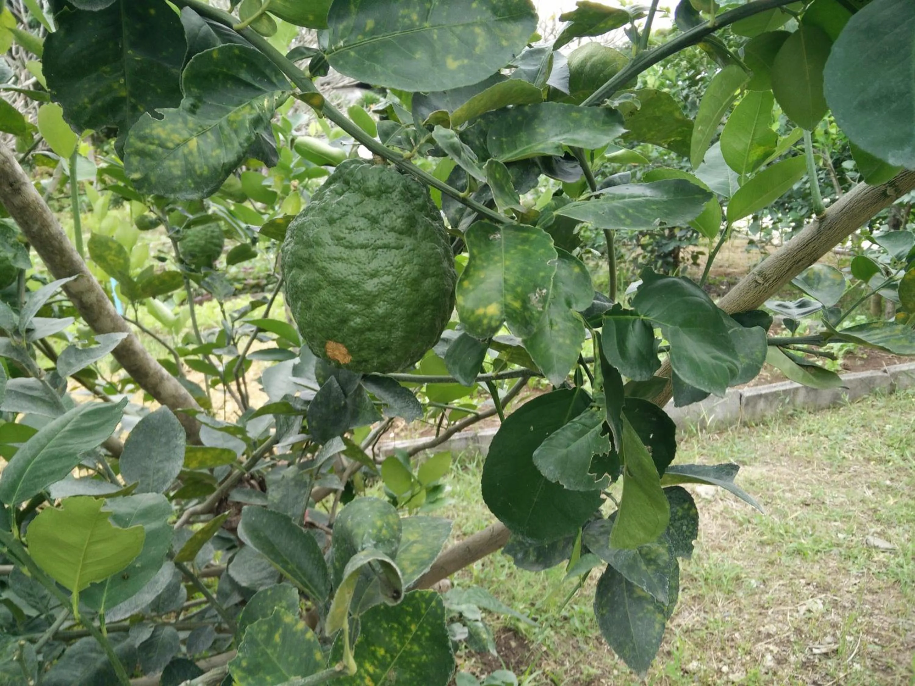 Garden in Lilawalai Resort