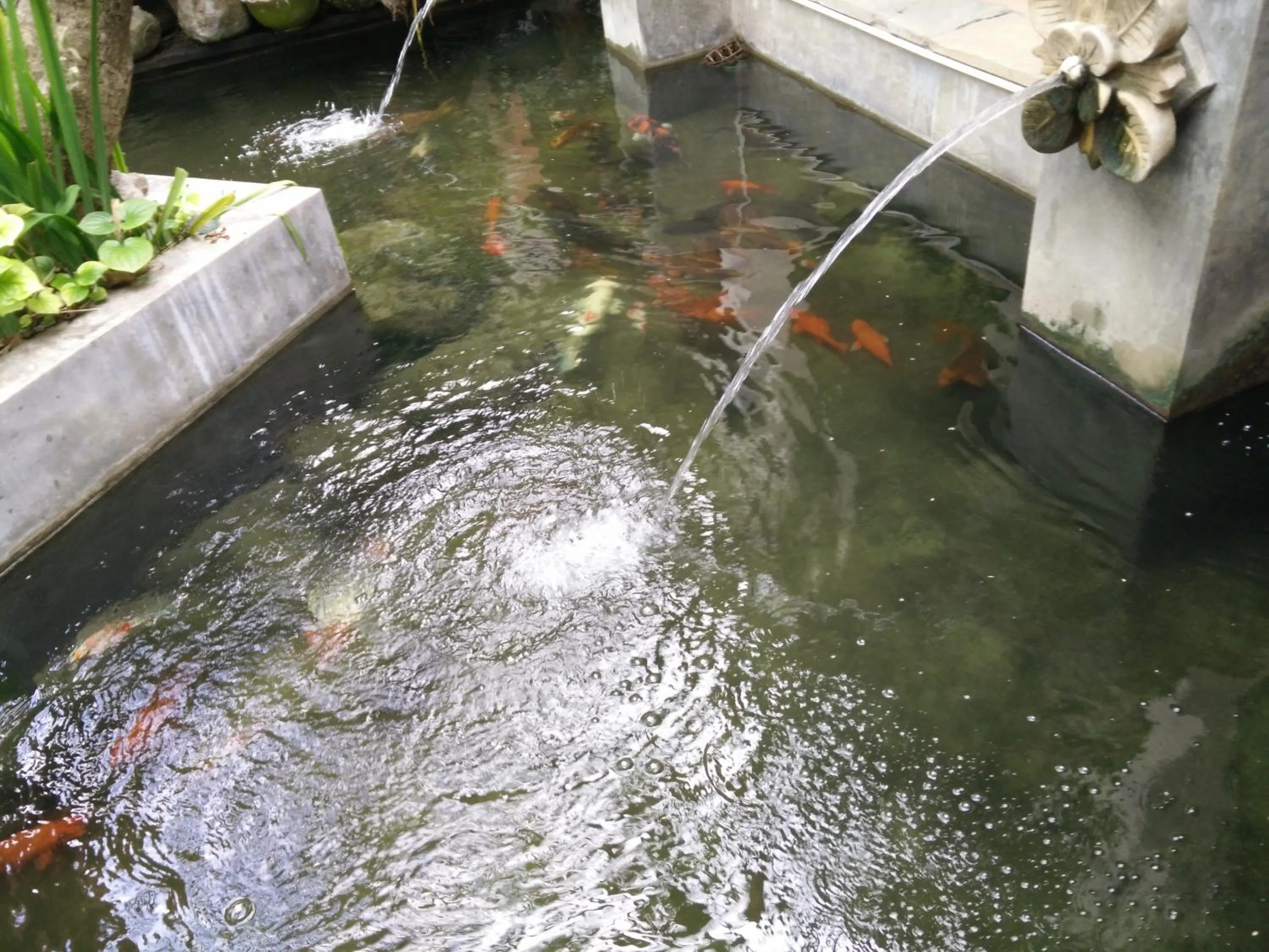 Animals in Lilawalai Resort