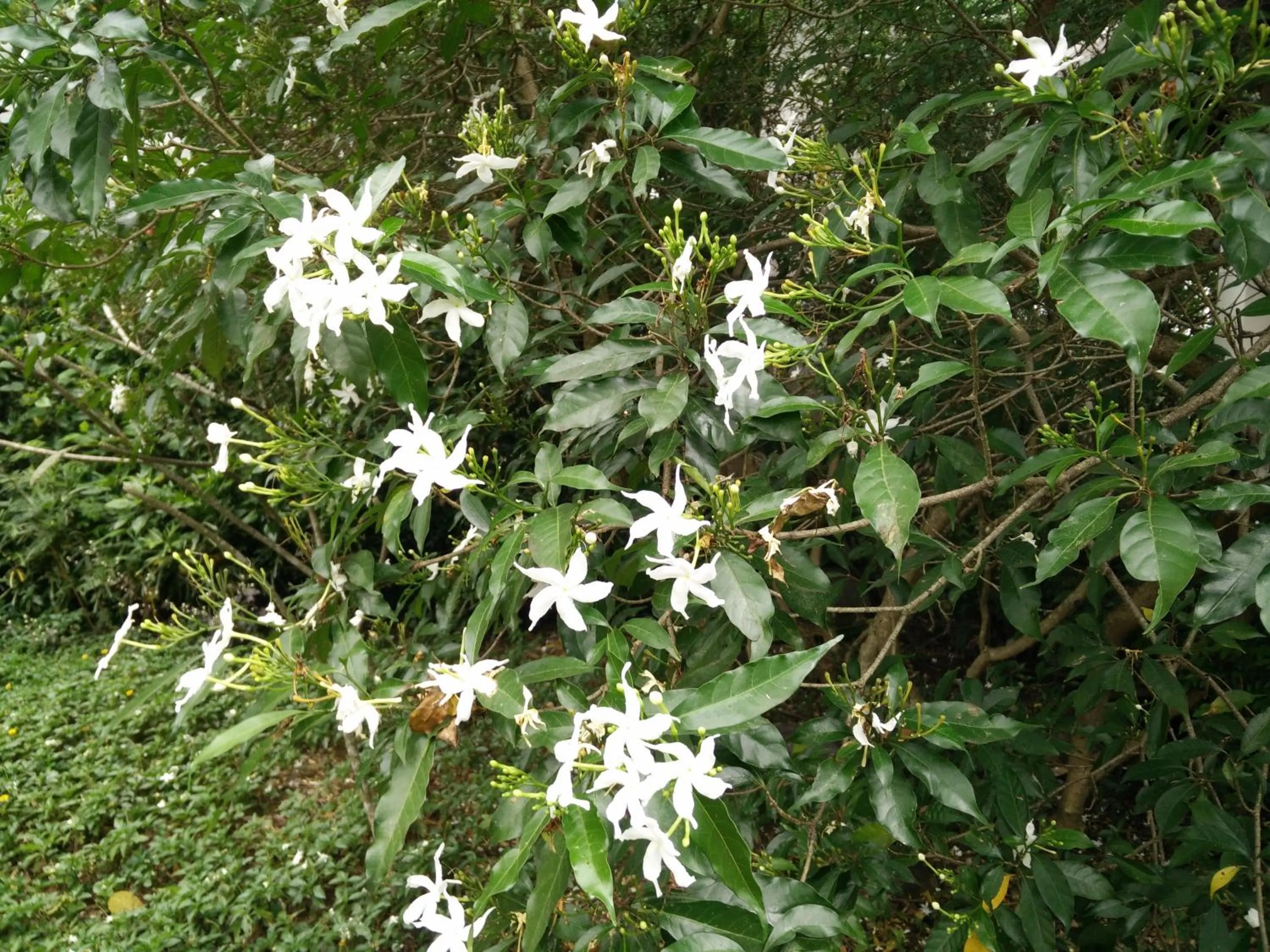 Garden in Lilawalai Resort