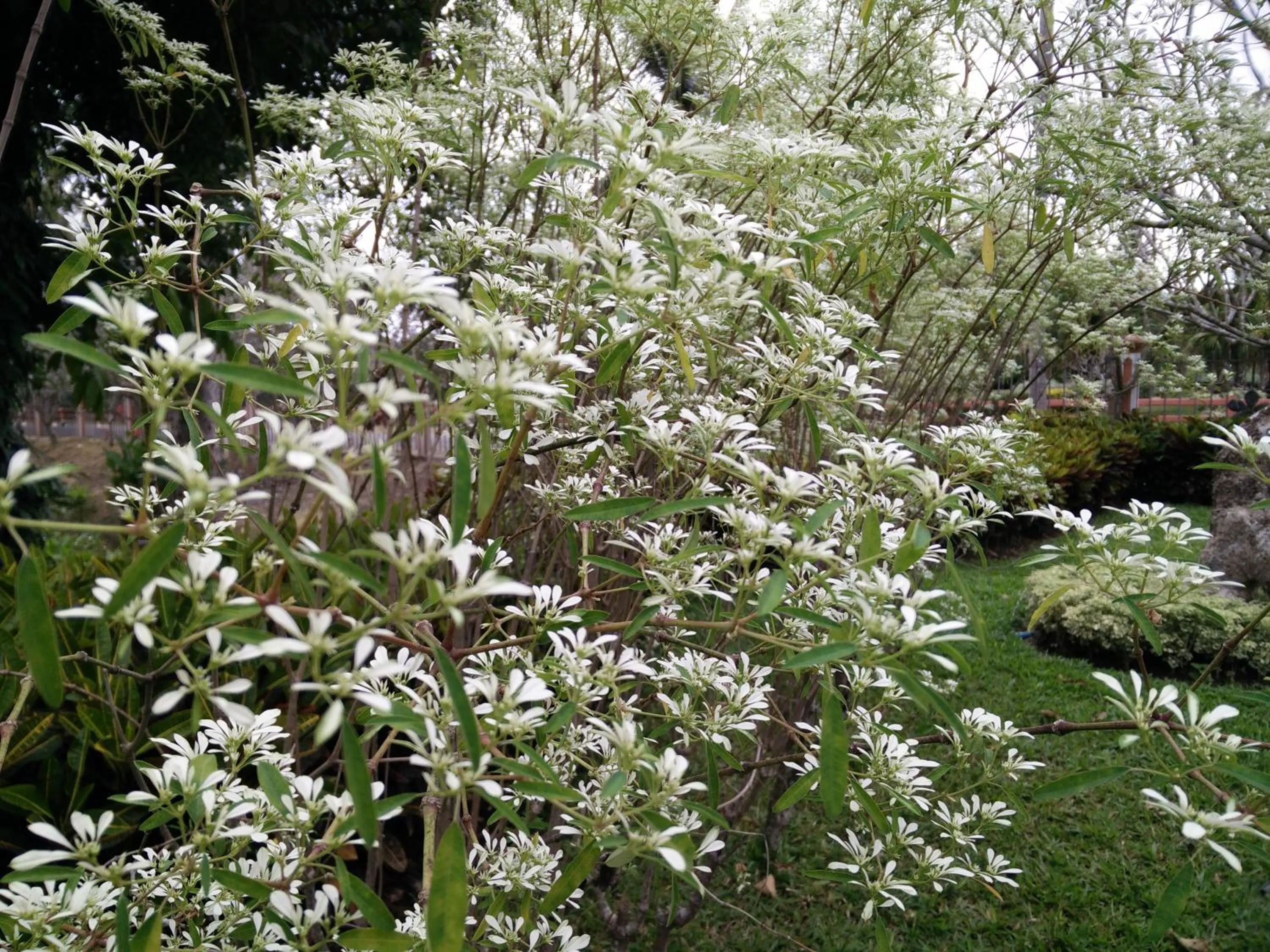 Spring in Lilawalai Resort