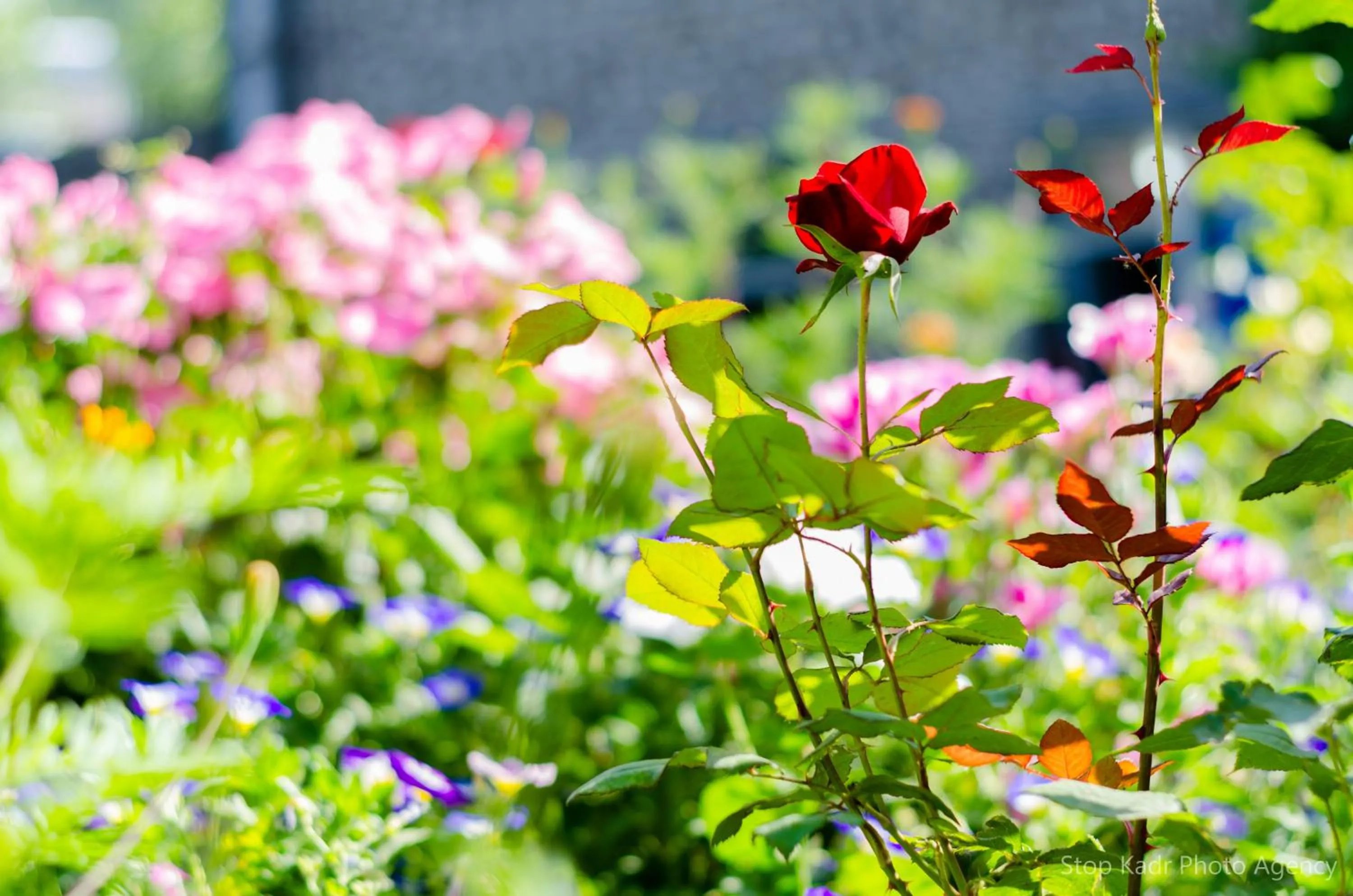 Garden in Mina Hotel