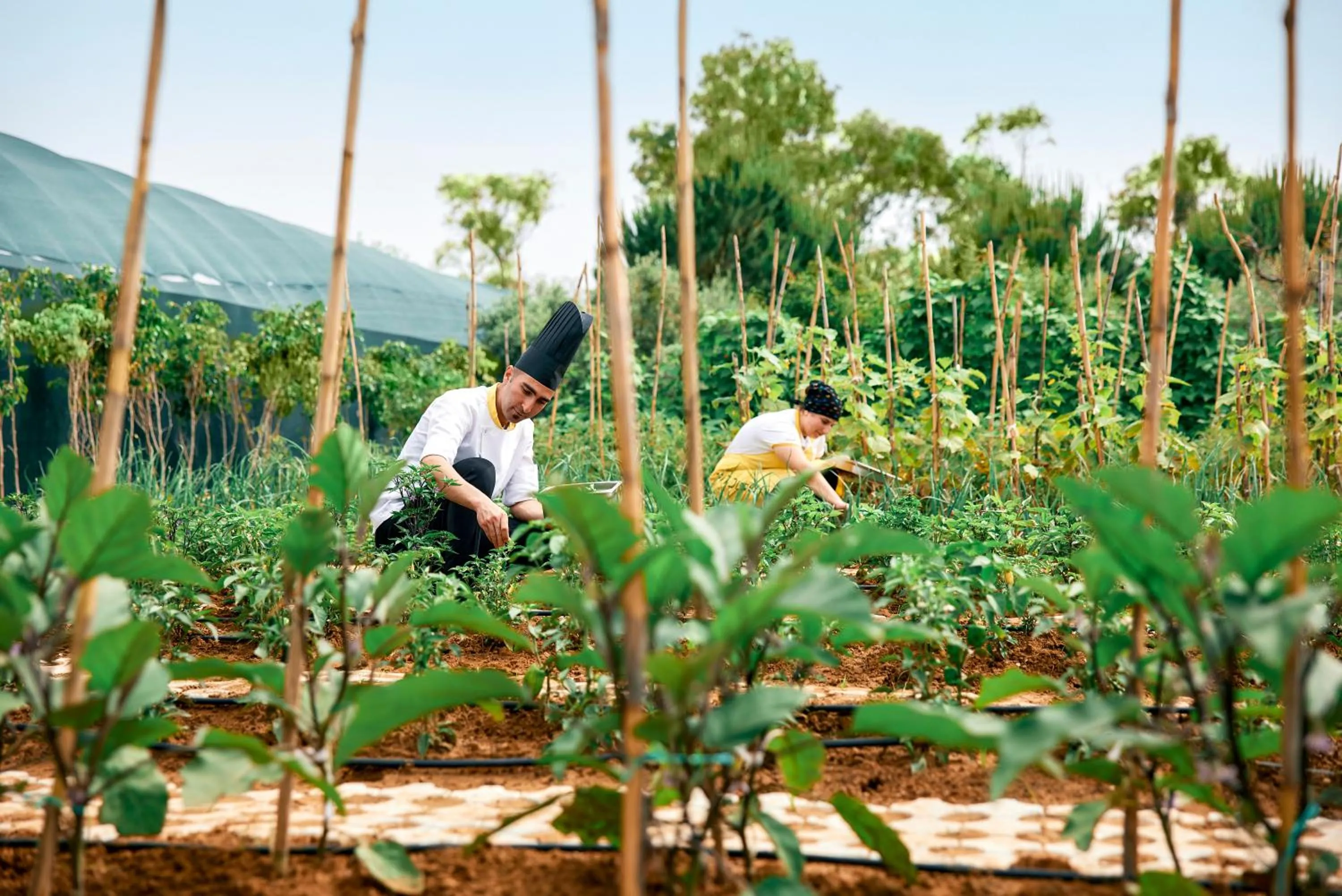 Natural landscape in Tui Magic Life Jacaranda