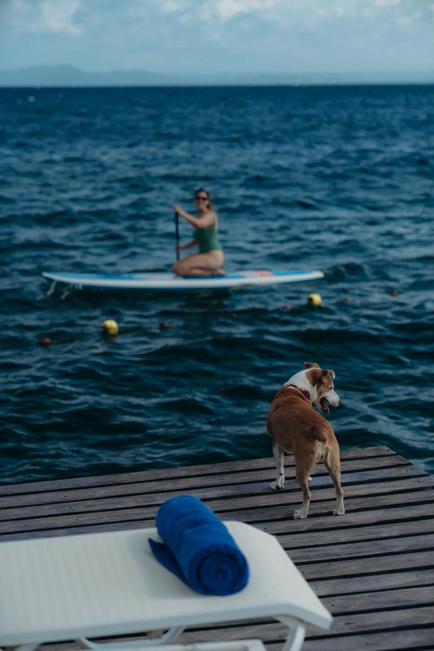 Animals in The Bannister Hotel & Yacht Club by Mint