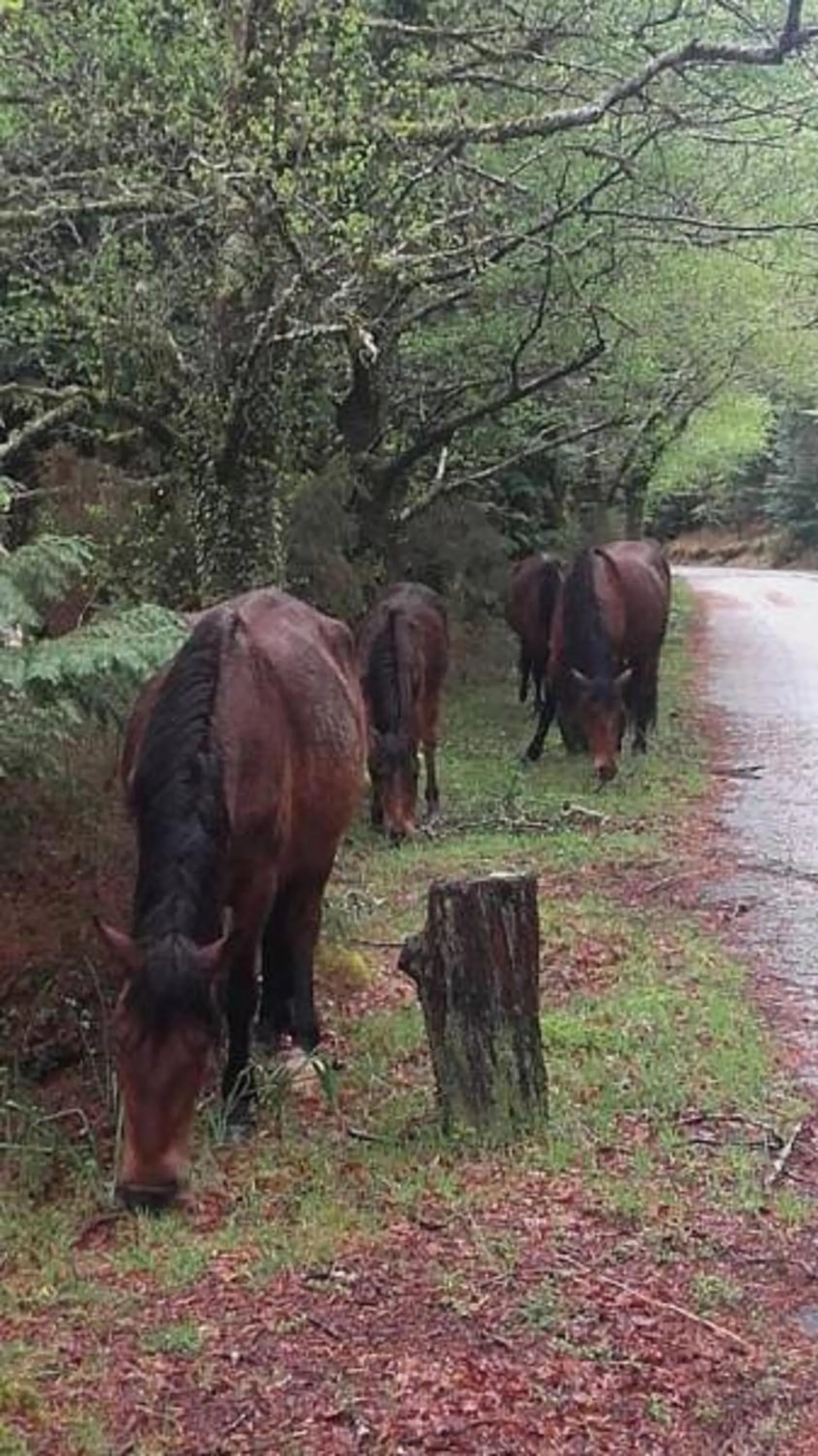 Horse-riding in Moderna do Geres Hotel