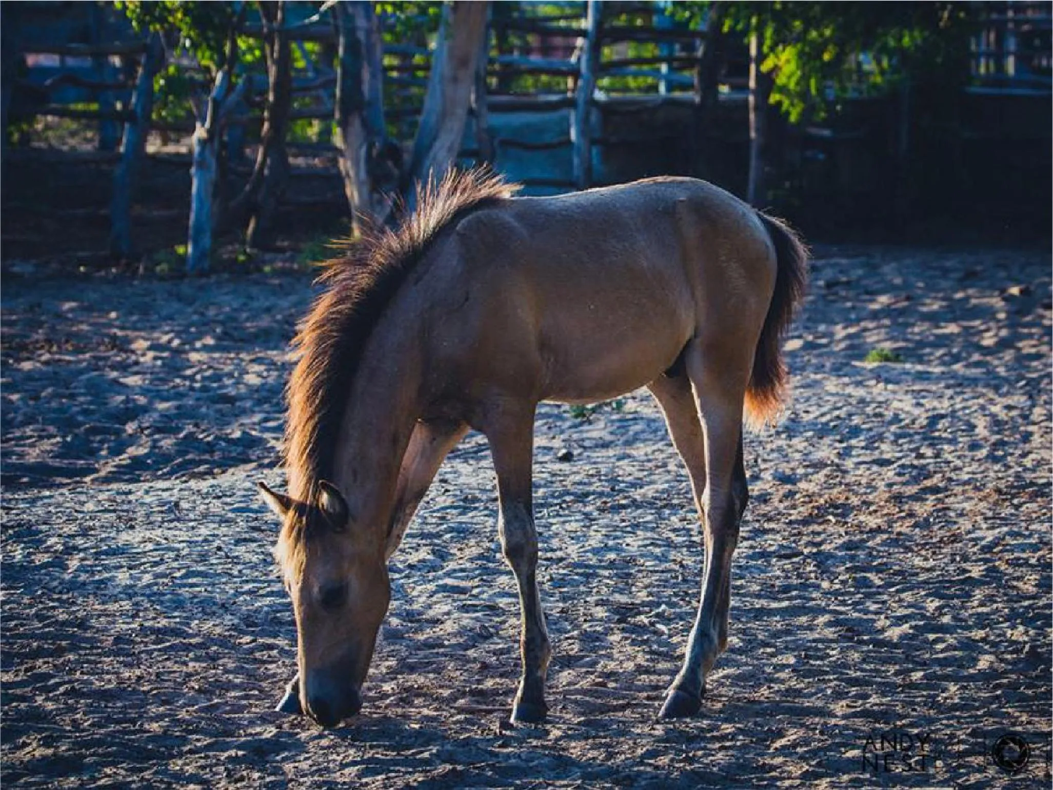 Animals in Pousada Mar de Estrelas