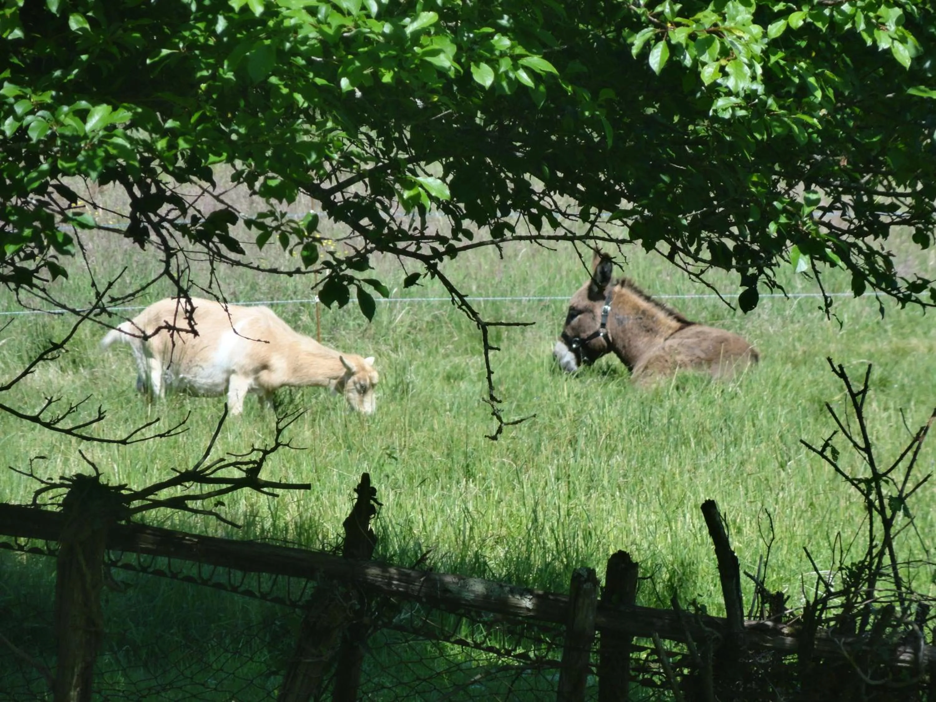 Animals in Eco Logis de Chantegrolle