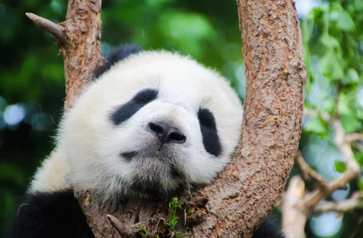 Nearby landmark in Holiday Inn Express Chengdu Gulou