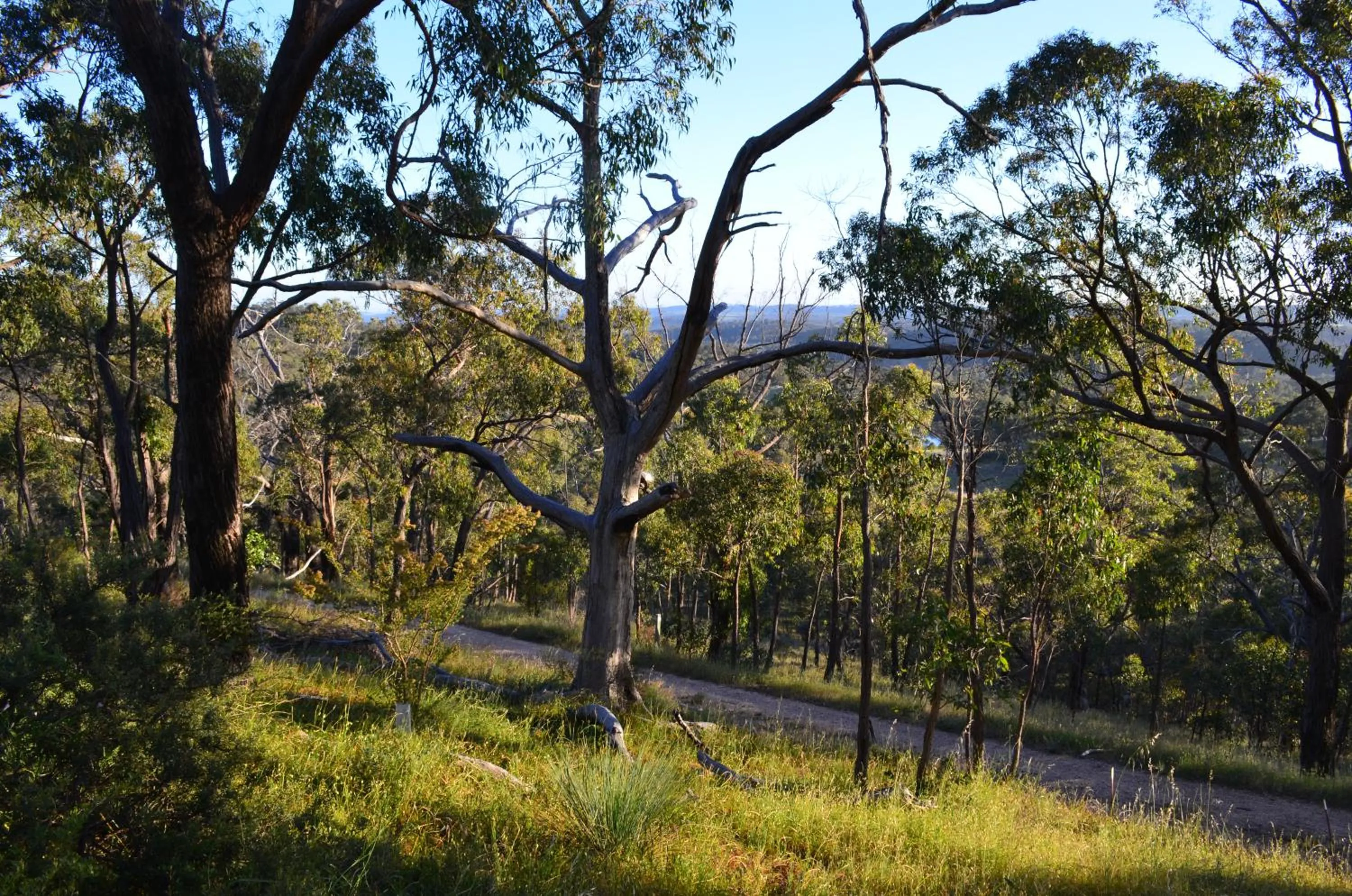 Natural landscape in Trestrail Cottage Accommodation