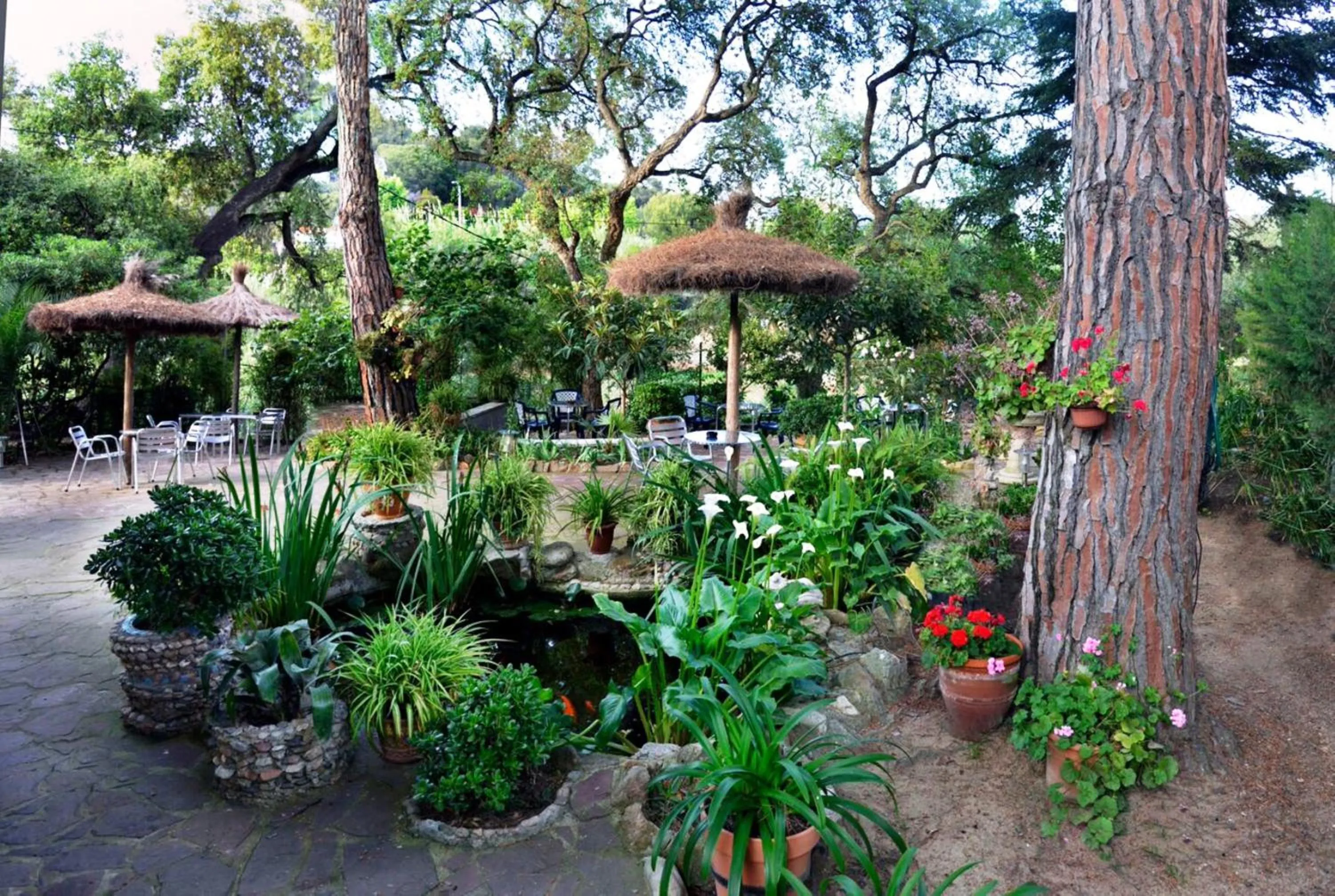 Garden in Hostal Magnolia
