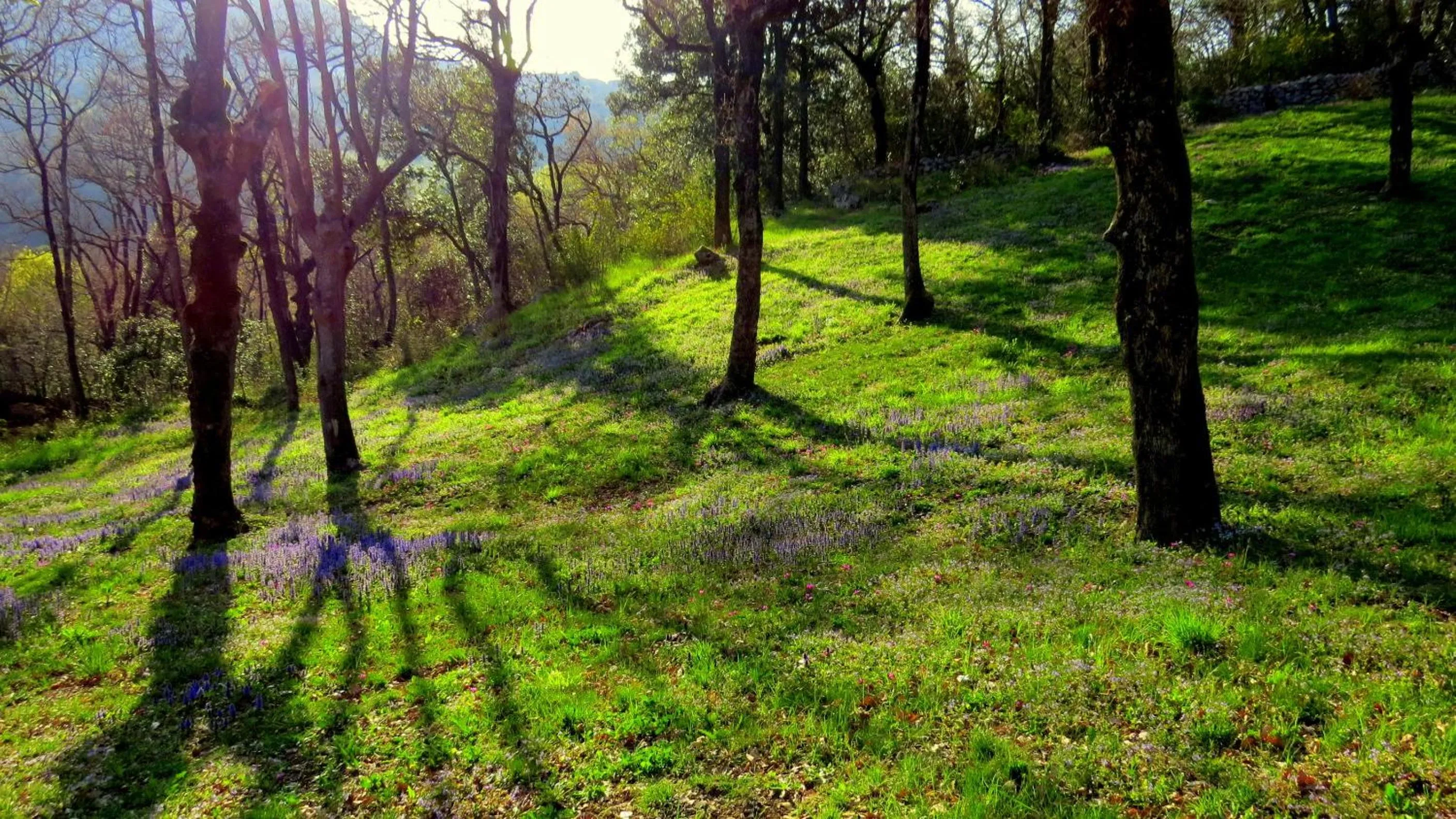 Day in Apartments Villa Venera