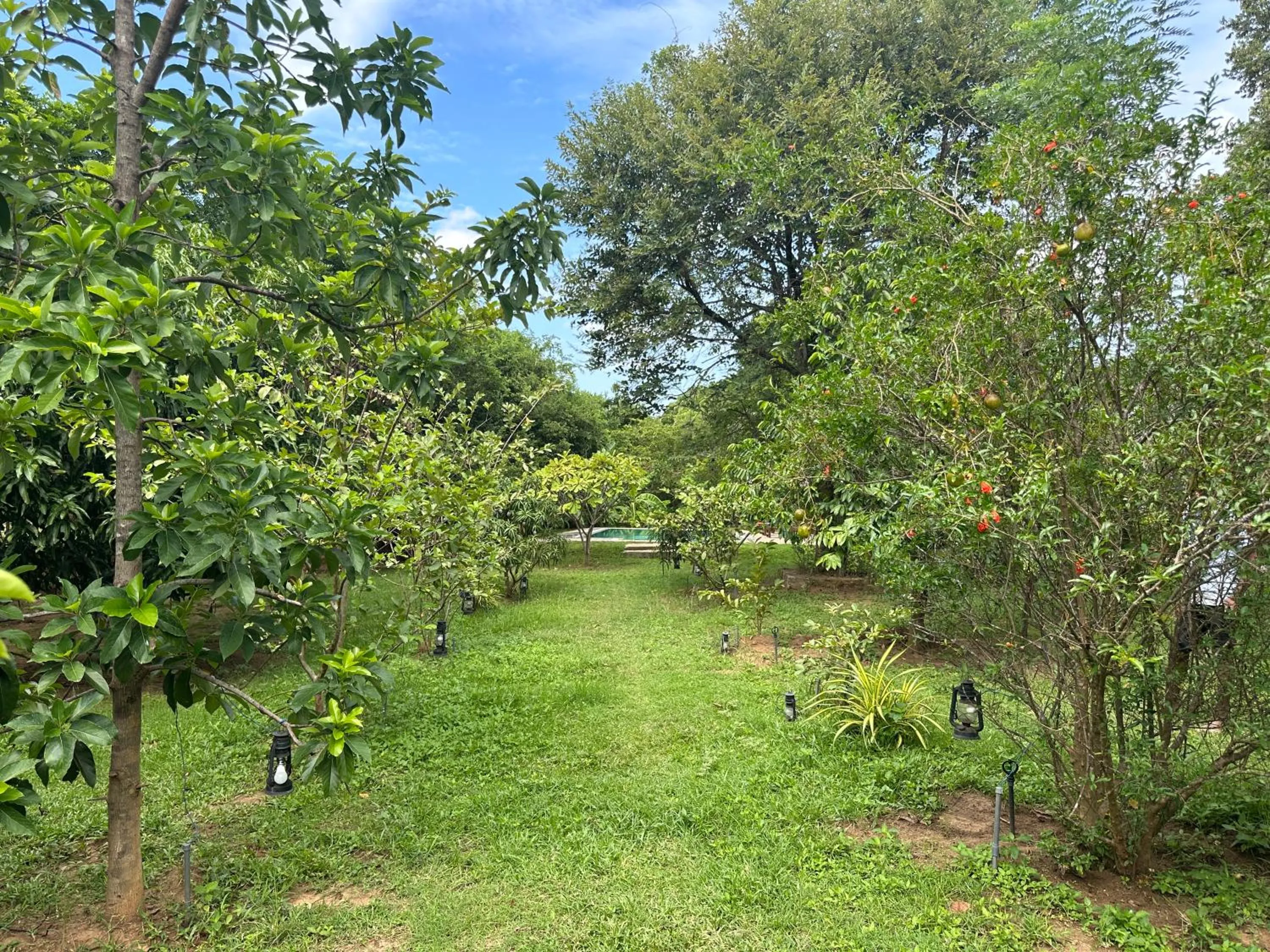 Garden in Into The Wild Sigiriya