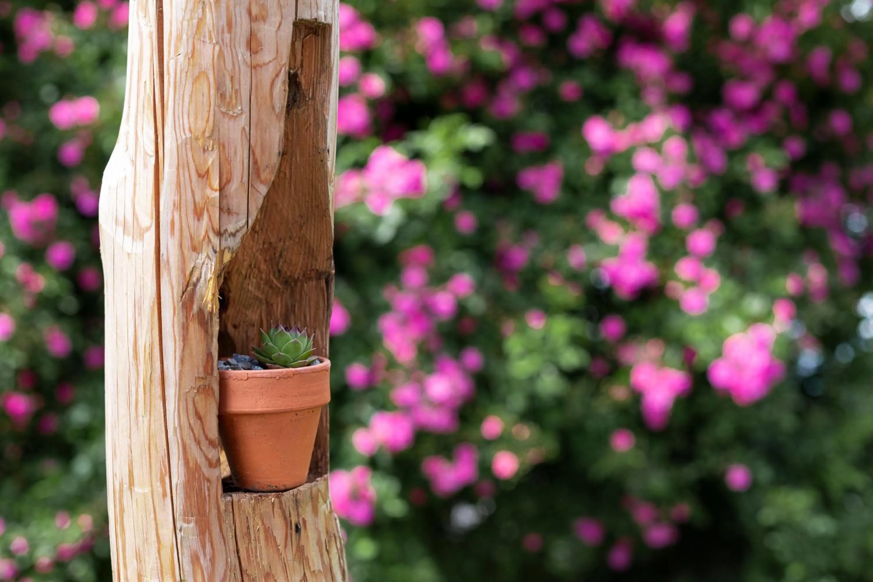 Garden in Hotel-Restaurant-Café Krainer