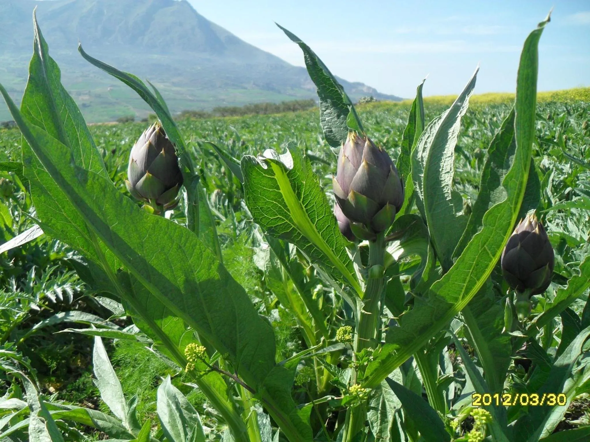 Garden in Agriturismo La Targa