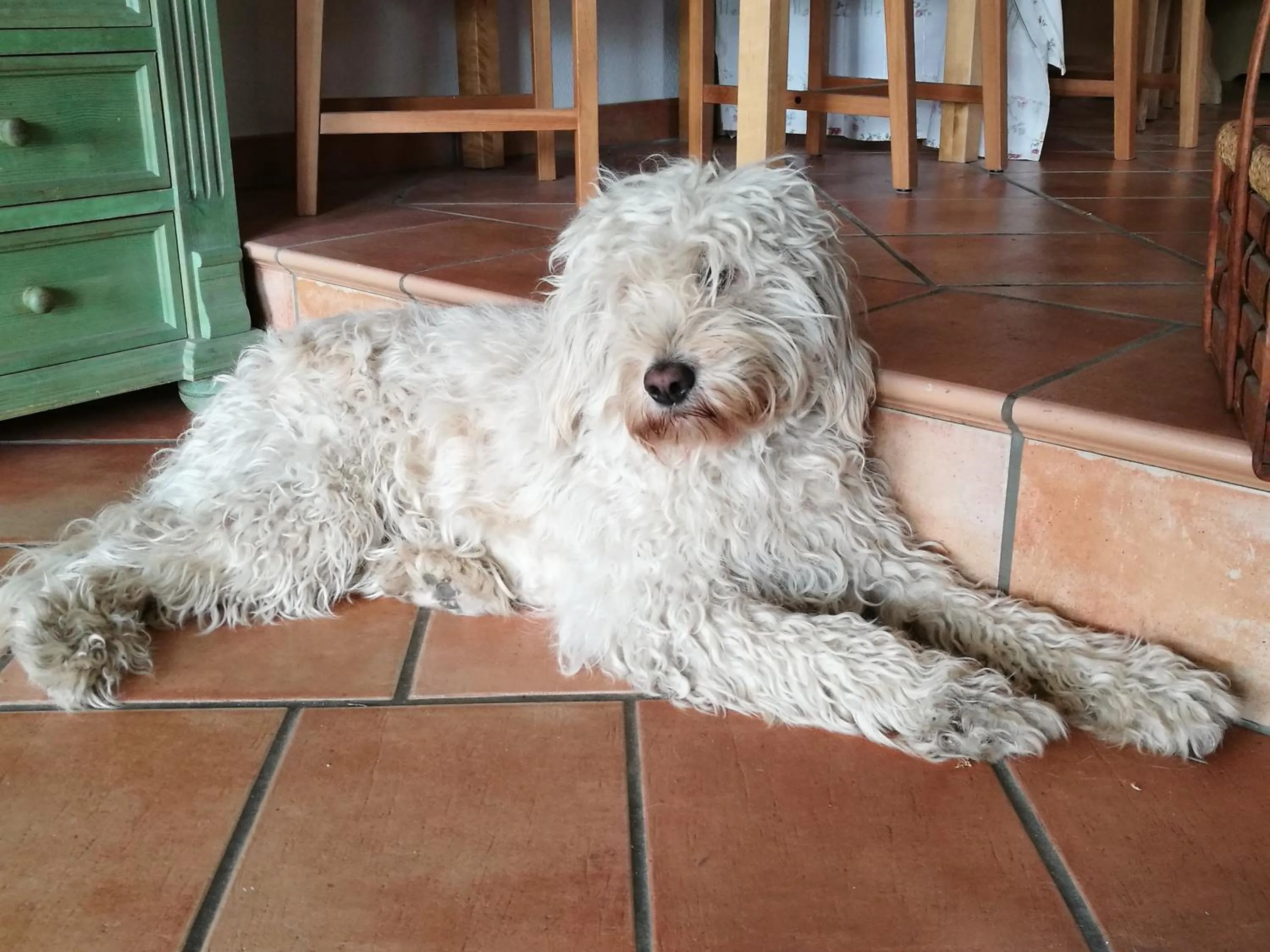 Pets in Elbhangzimmer Dresden