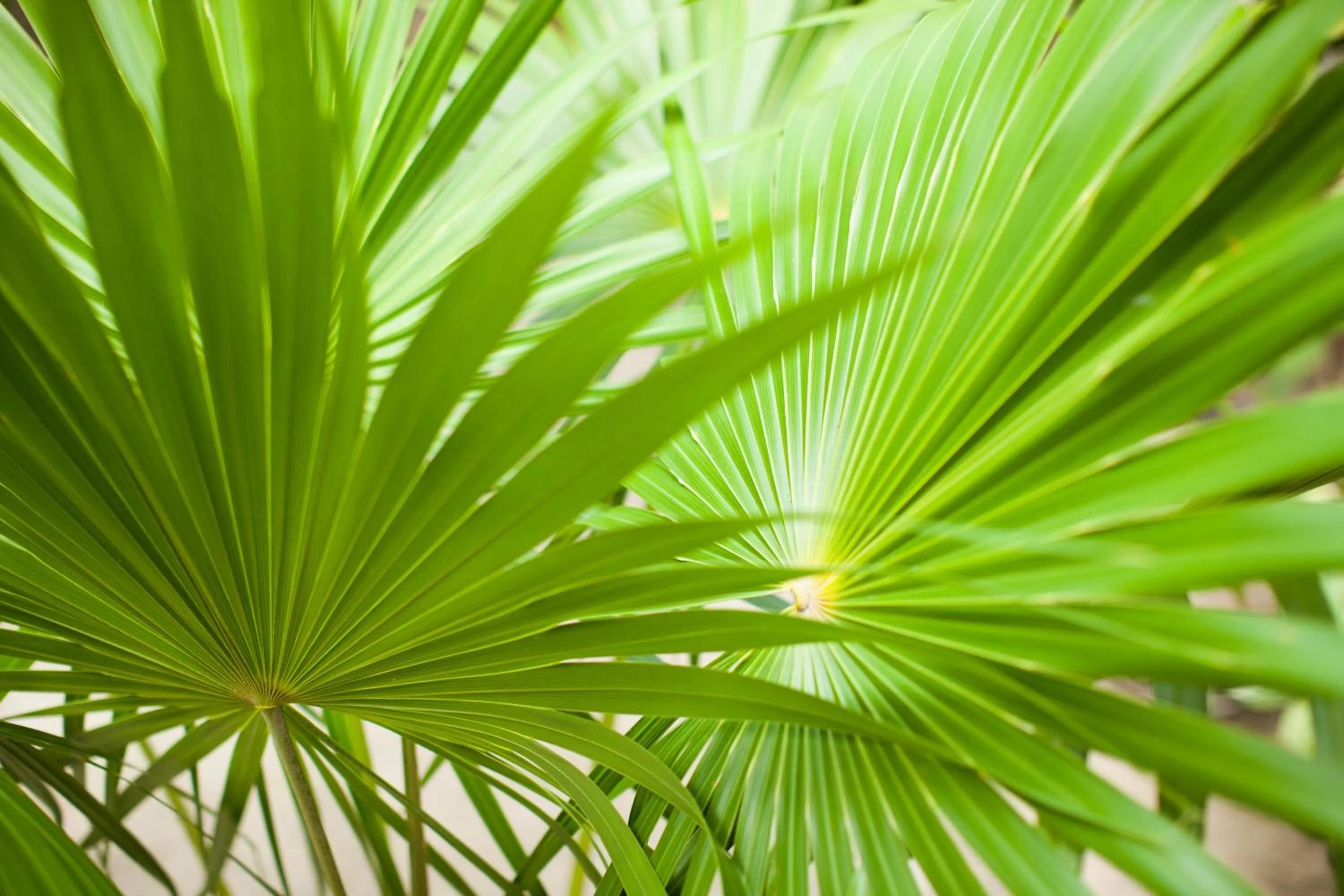 Off site in Villa Los Mangles Boutique Hotel