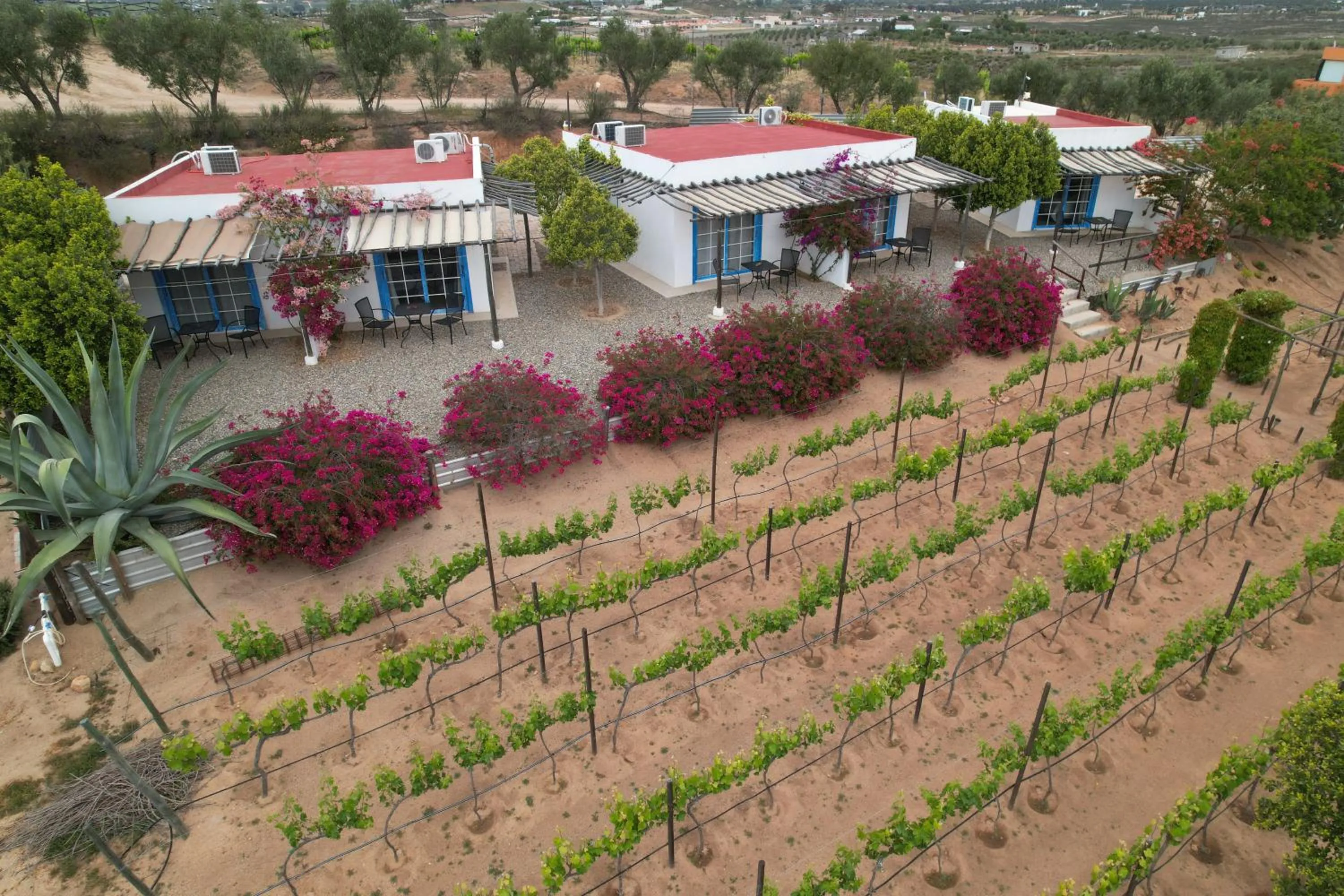 Santerra, Valle de Guadalupe