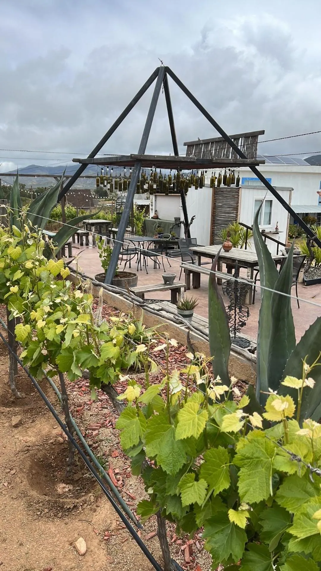 Restaurant/places to eat in Santerra, Valle de Guadalupe