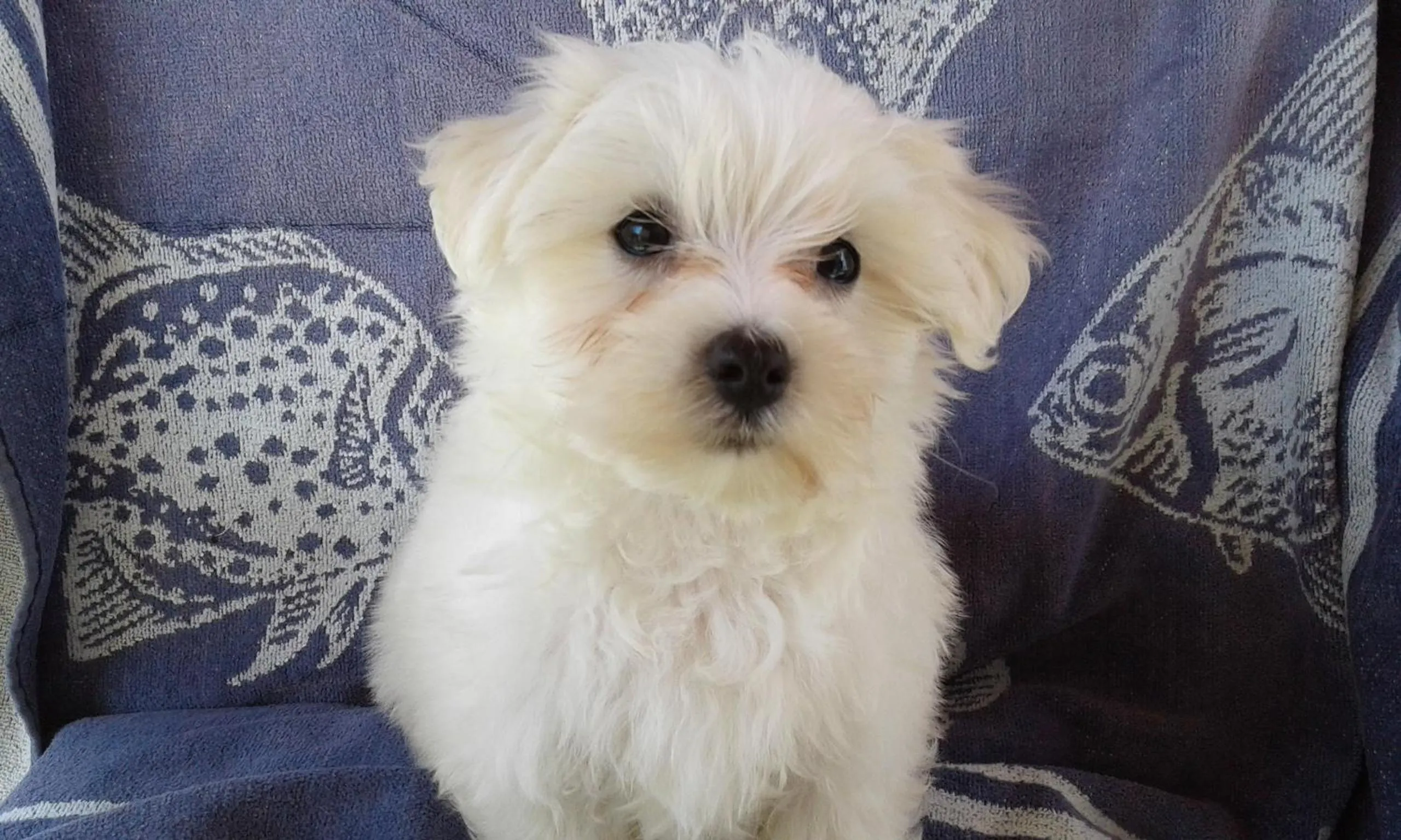 Animals in B&B Milu'