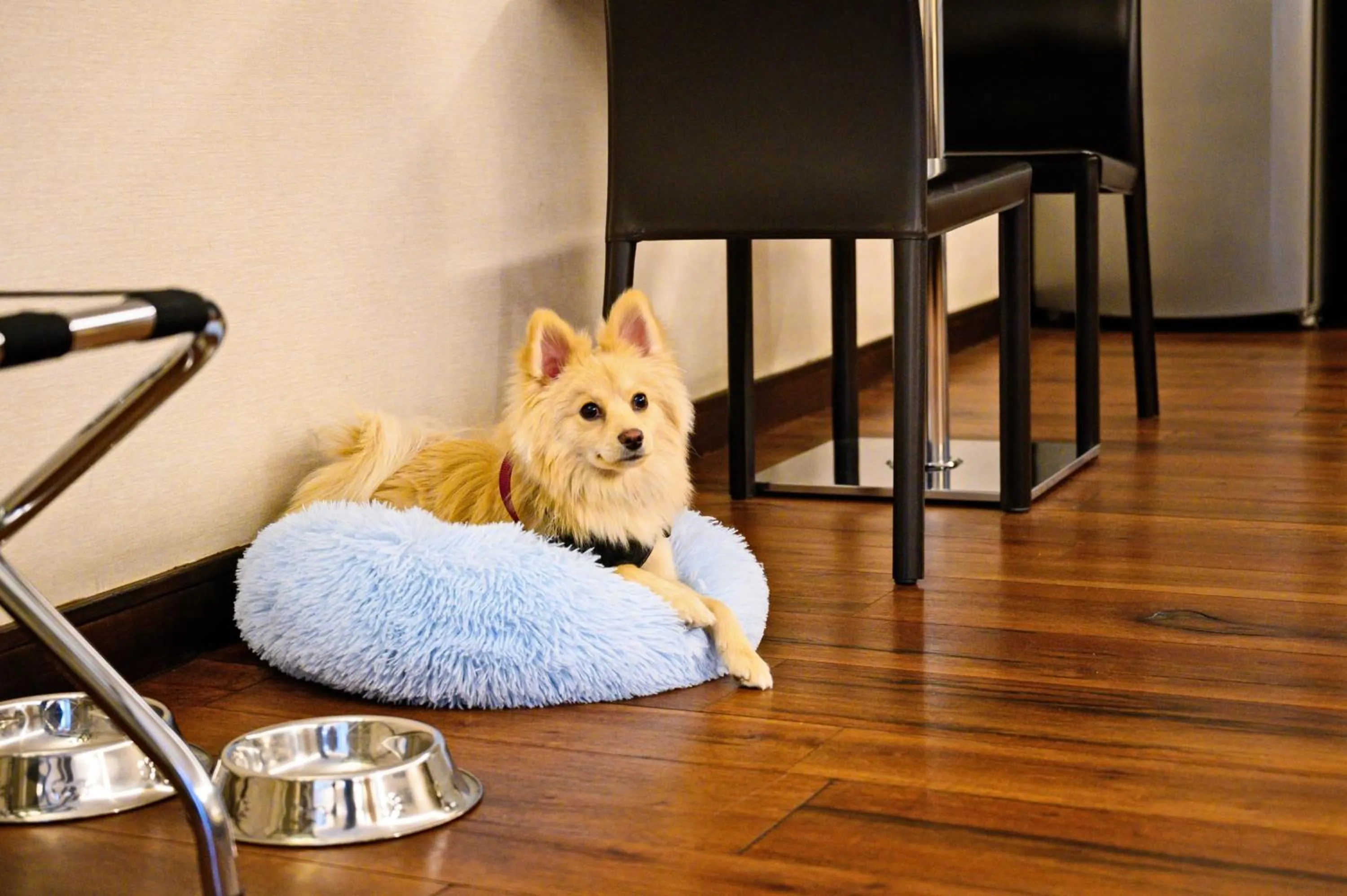 pet friendly in Las Suites Campos Eliseos