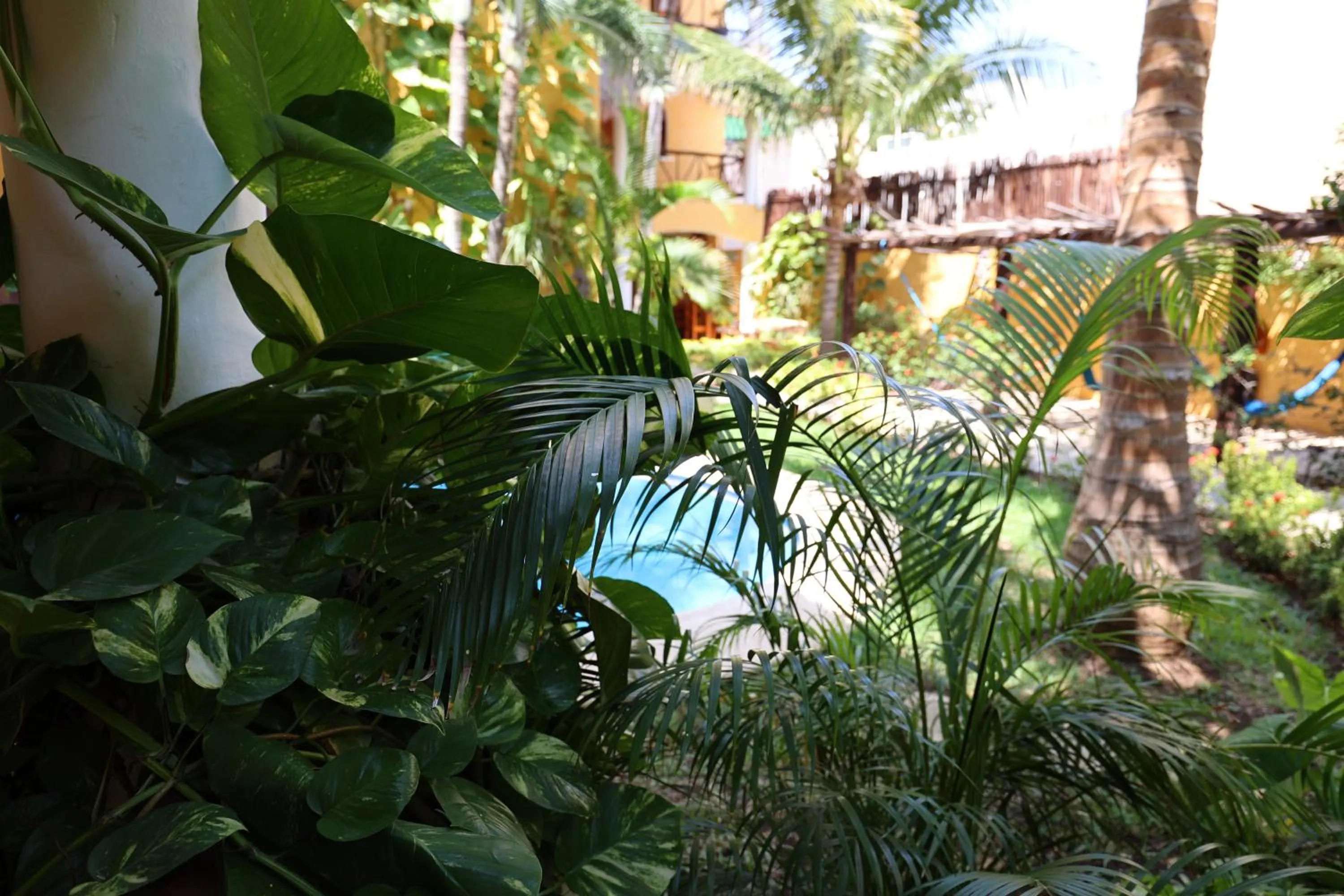 Natural landscape in Hotel Bosque Caribe, 5th Av. zone