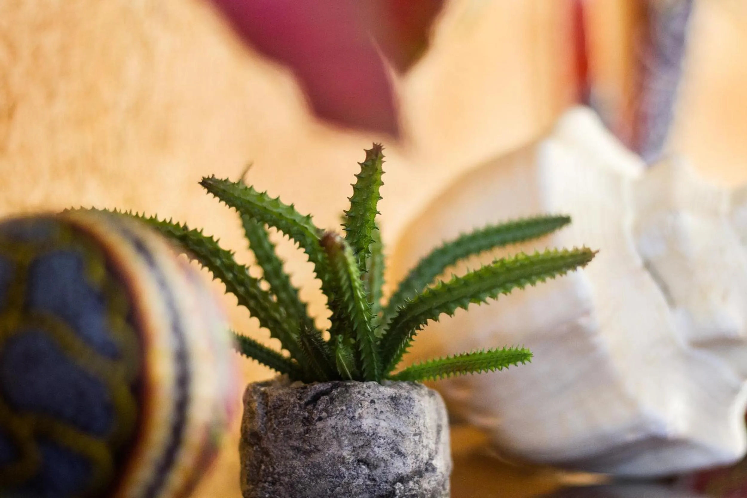 Garden in Hotel Bosque Caribe, 5th Av. zone