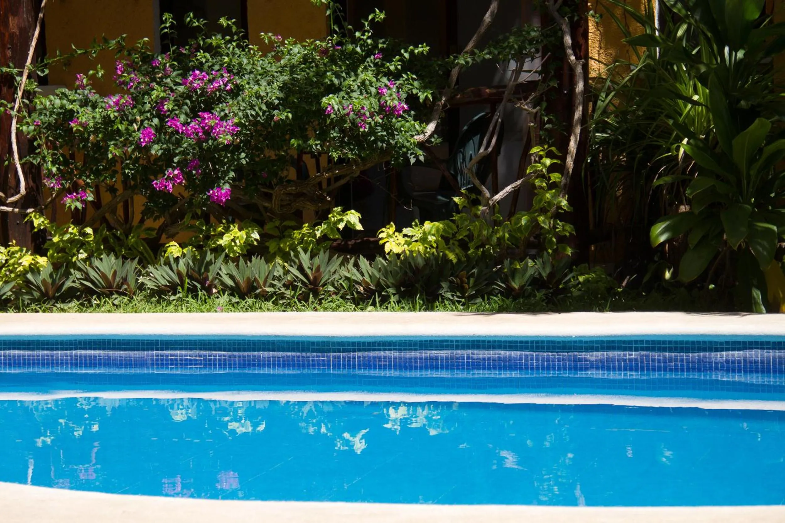 Swimming pool in Hotel Bosque Caribe, 5th Av. zone