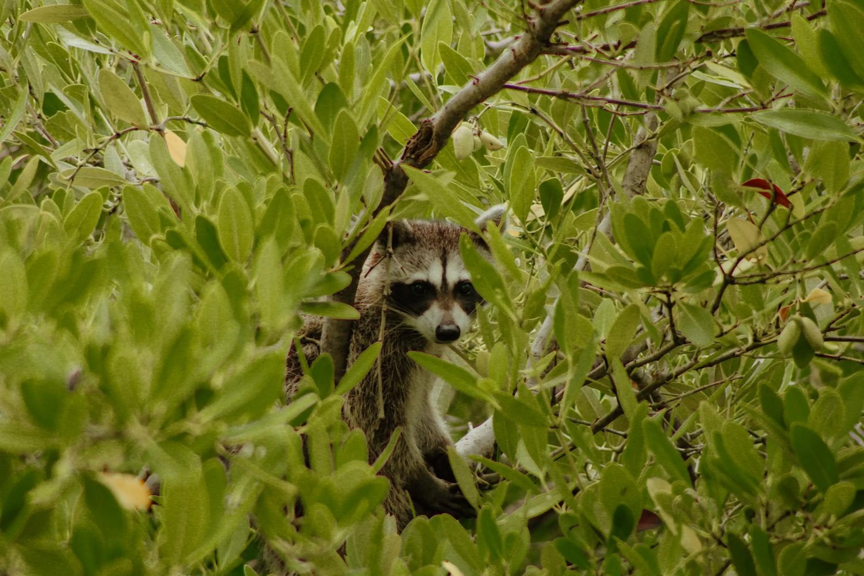Natural landscape in Casa Las Tortugas Petit Beach Hotel & Spa