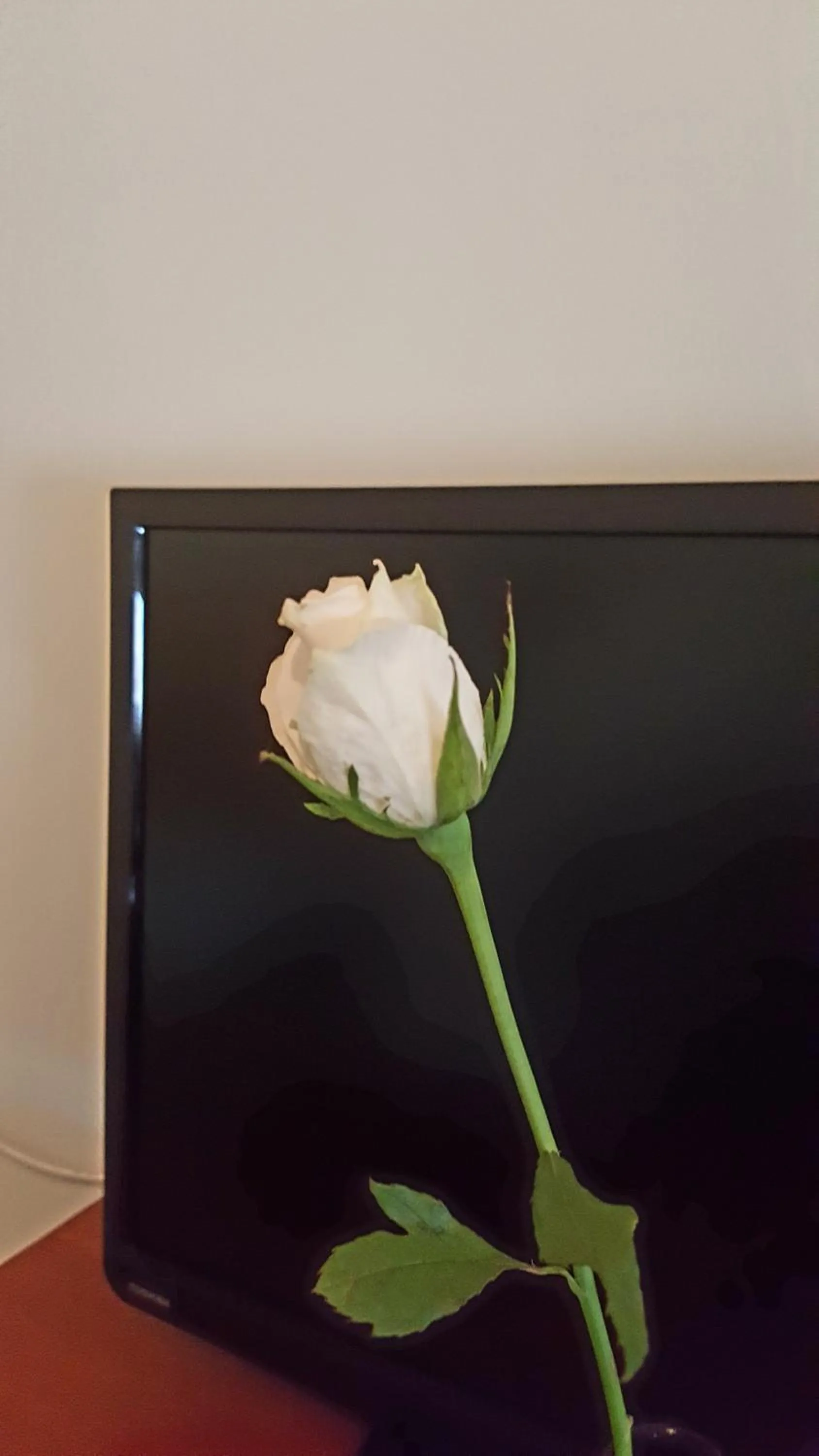 The Bears Went Over The Mountain