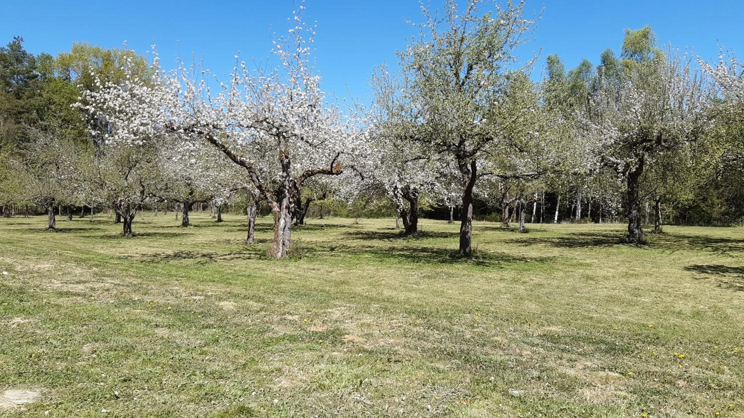 Spring in Waldhotel Rainau